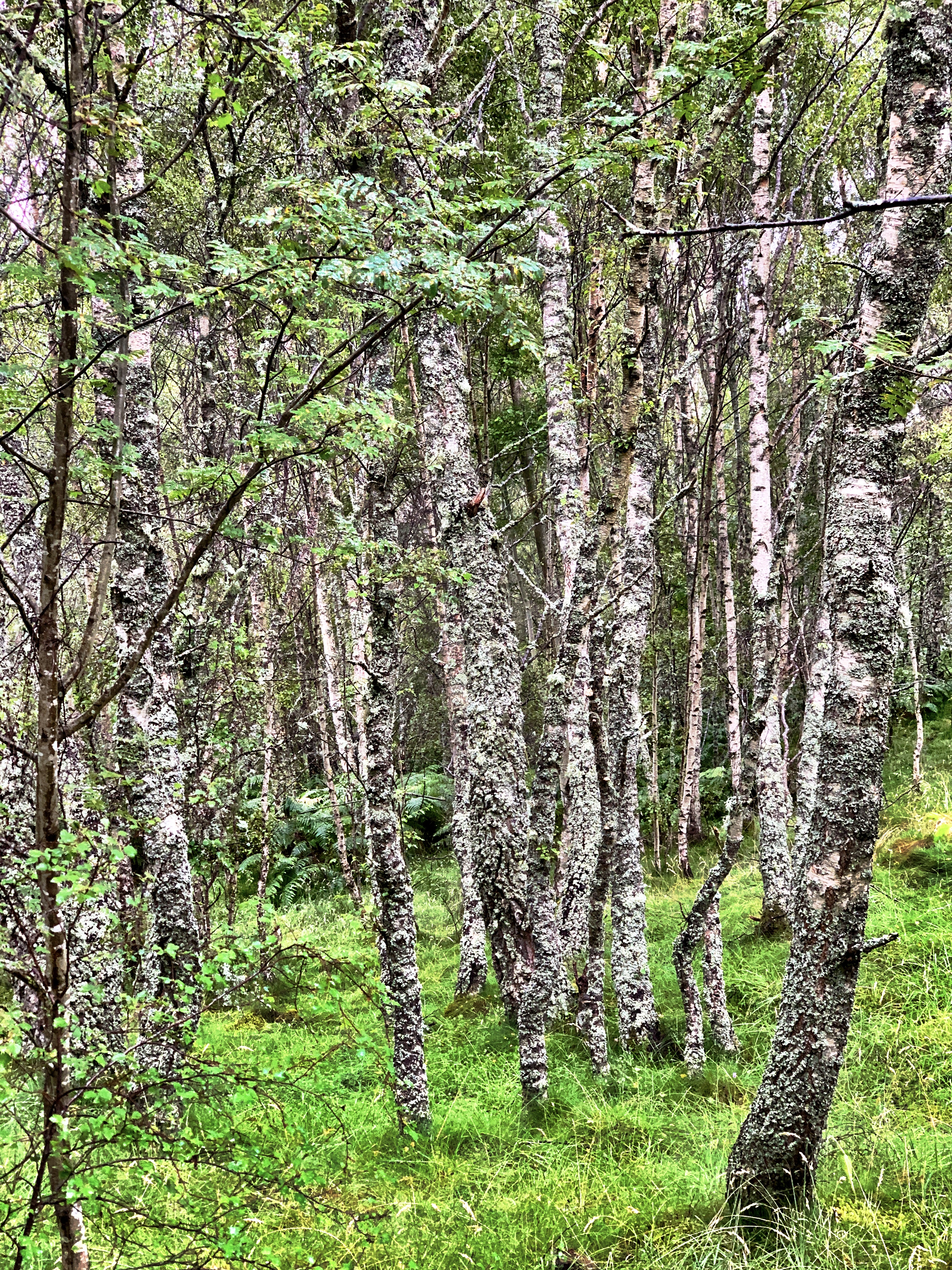 Walking in the Cairngorms