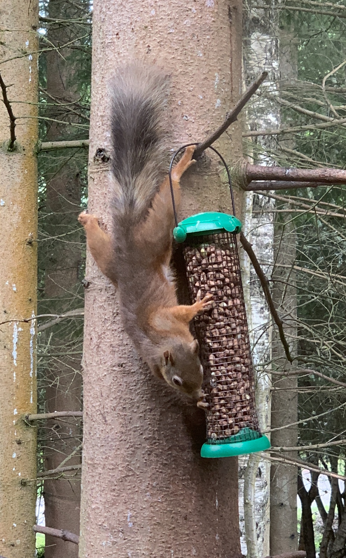 red squirrels