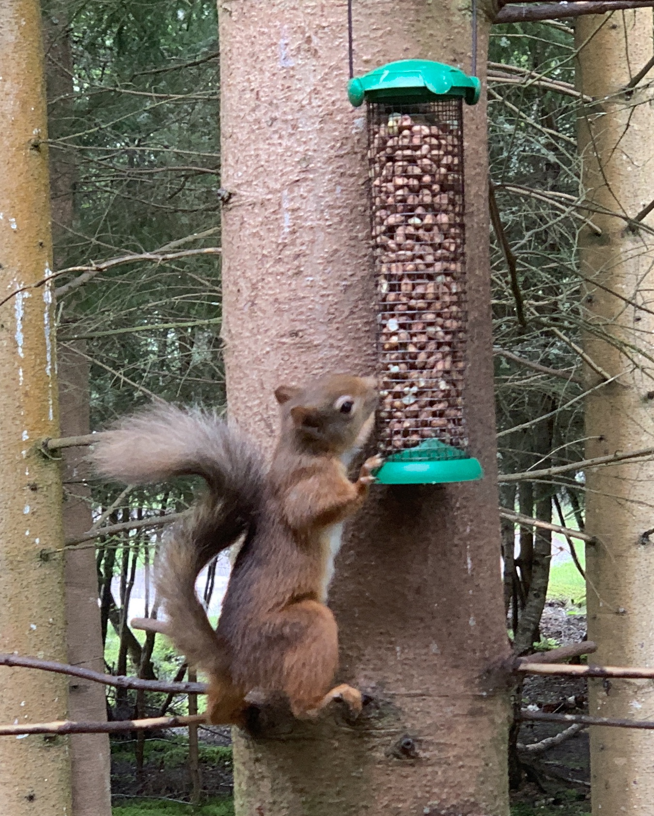 red squirrels