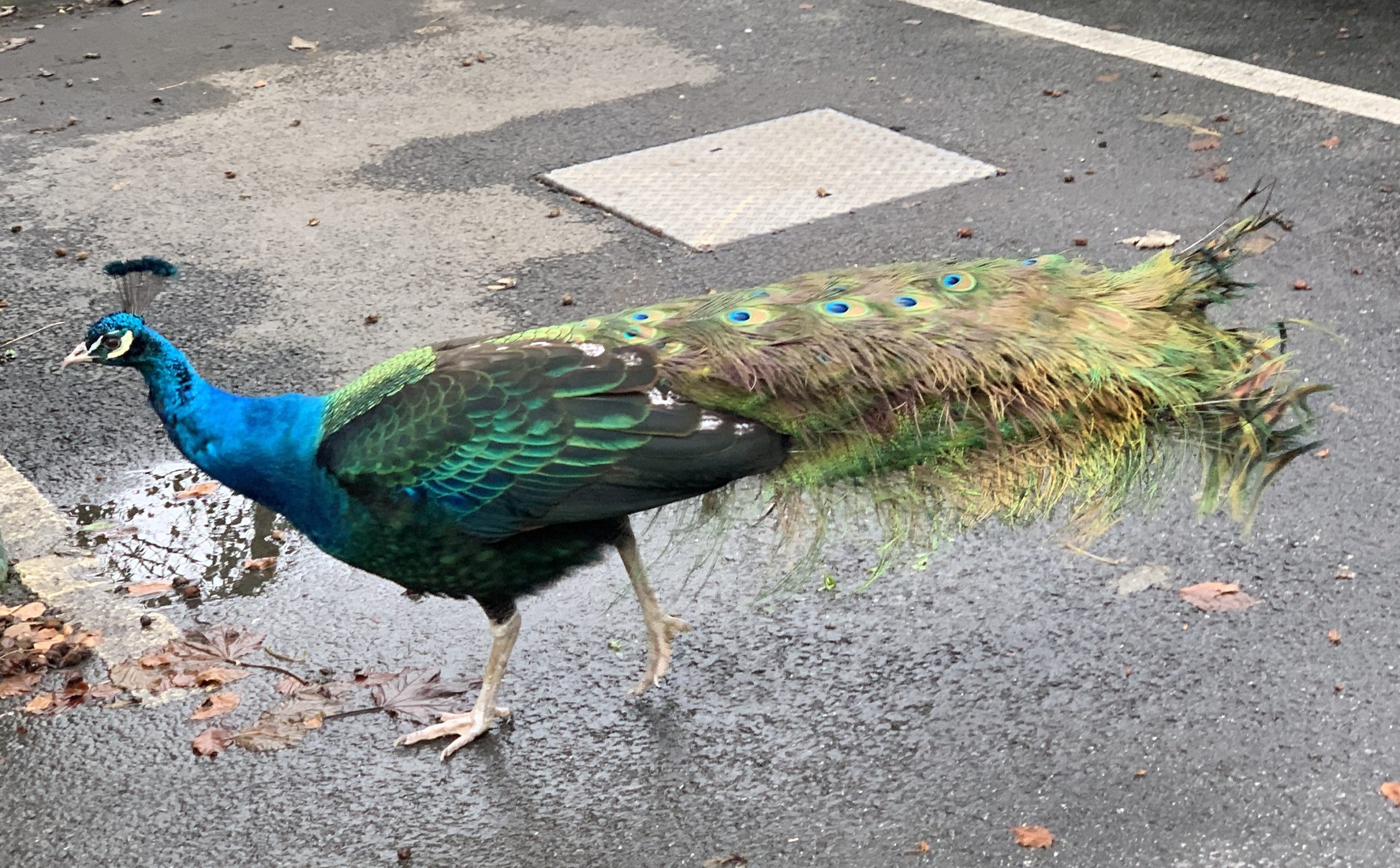 Peacock