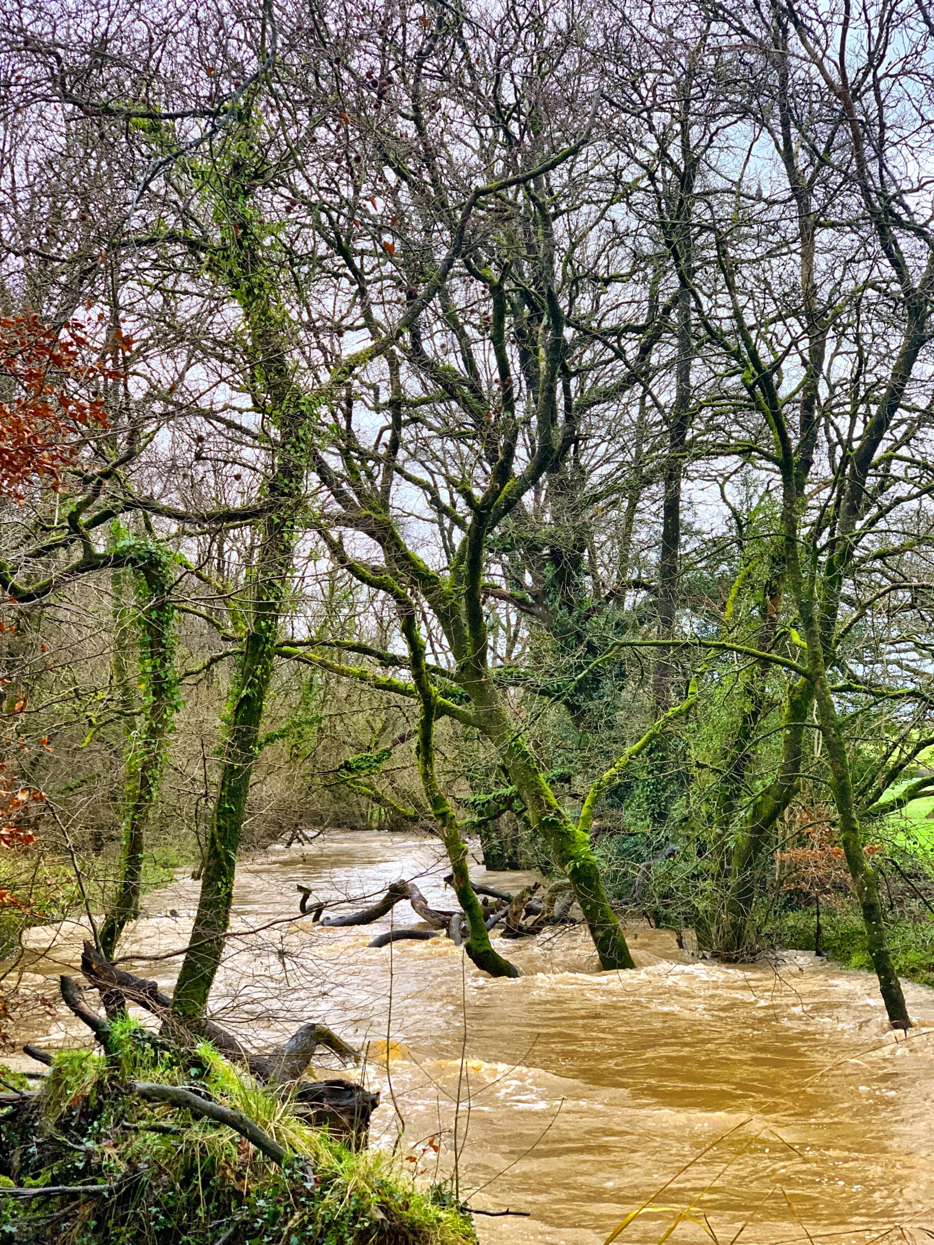 River Torridge