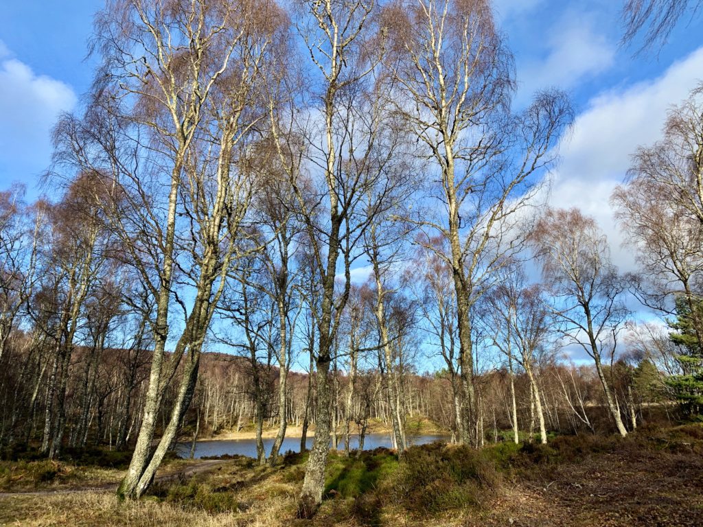 Craigellachie National Nature Reserve