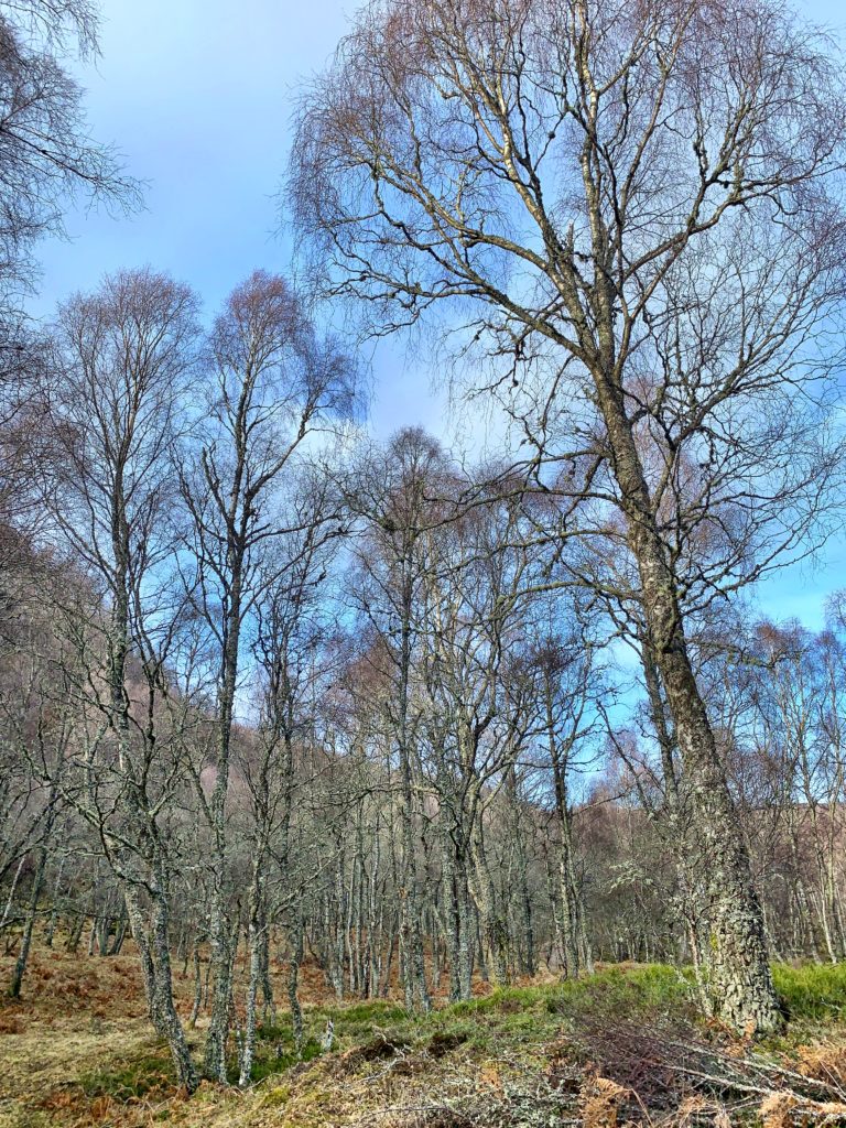 Craigellachie National Nature Reserve