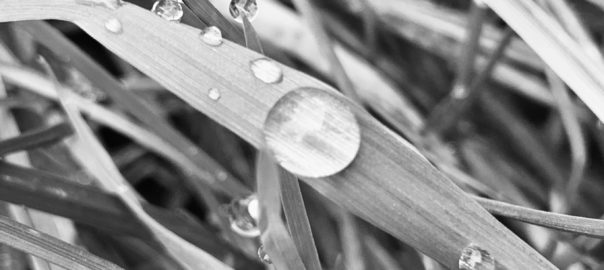 grass and dew drops