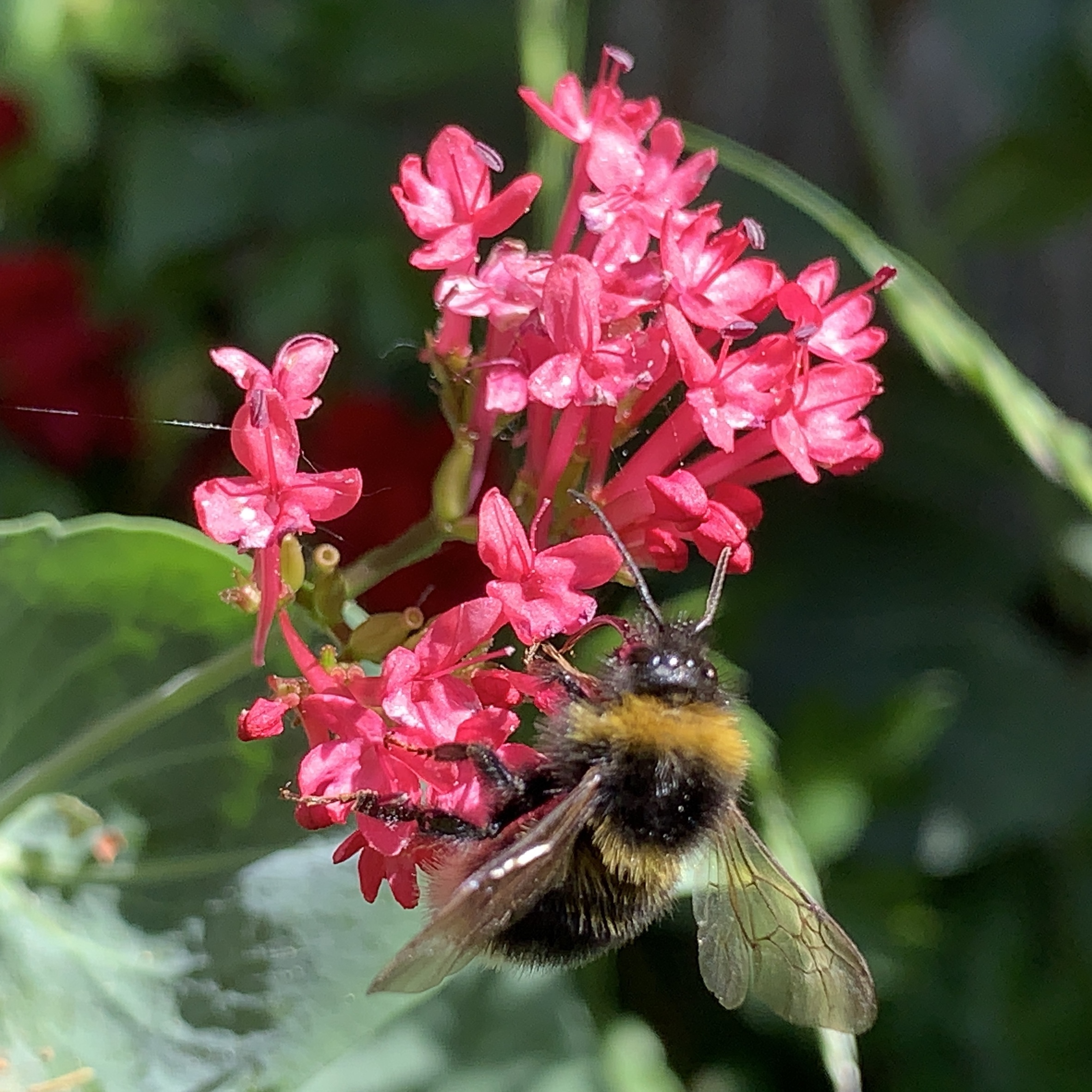 Three bee photos​