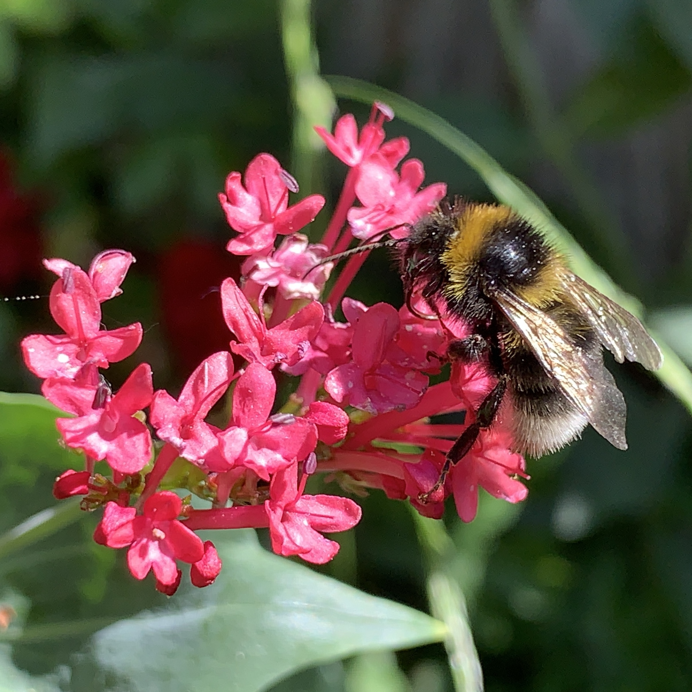 Three bee photos​