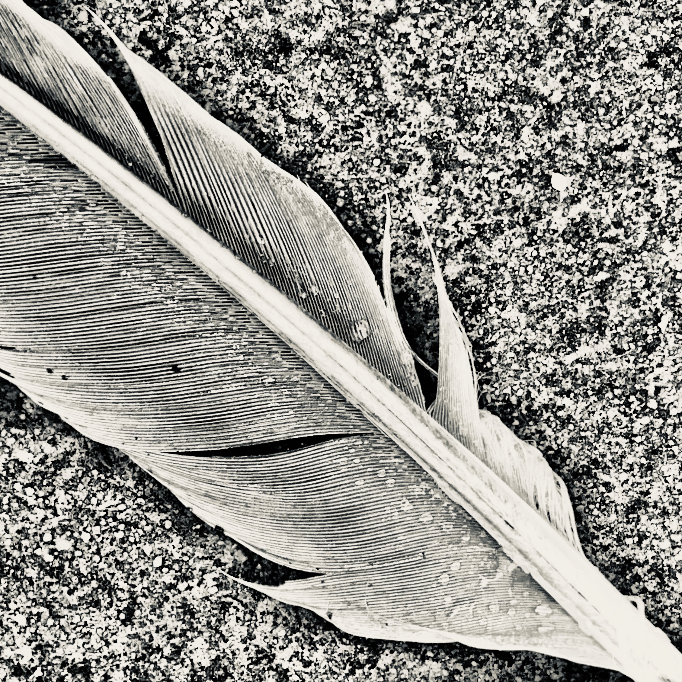 Feather