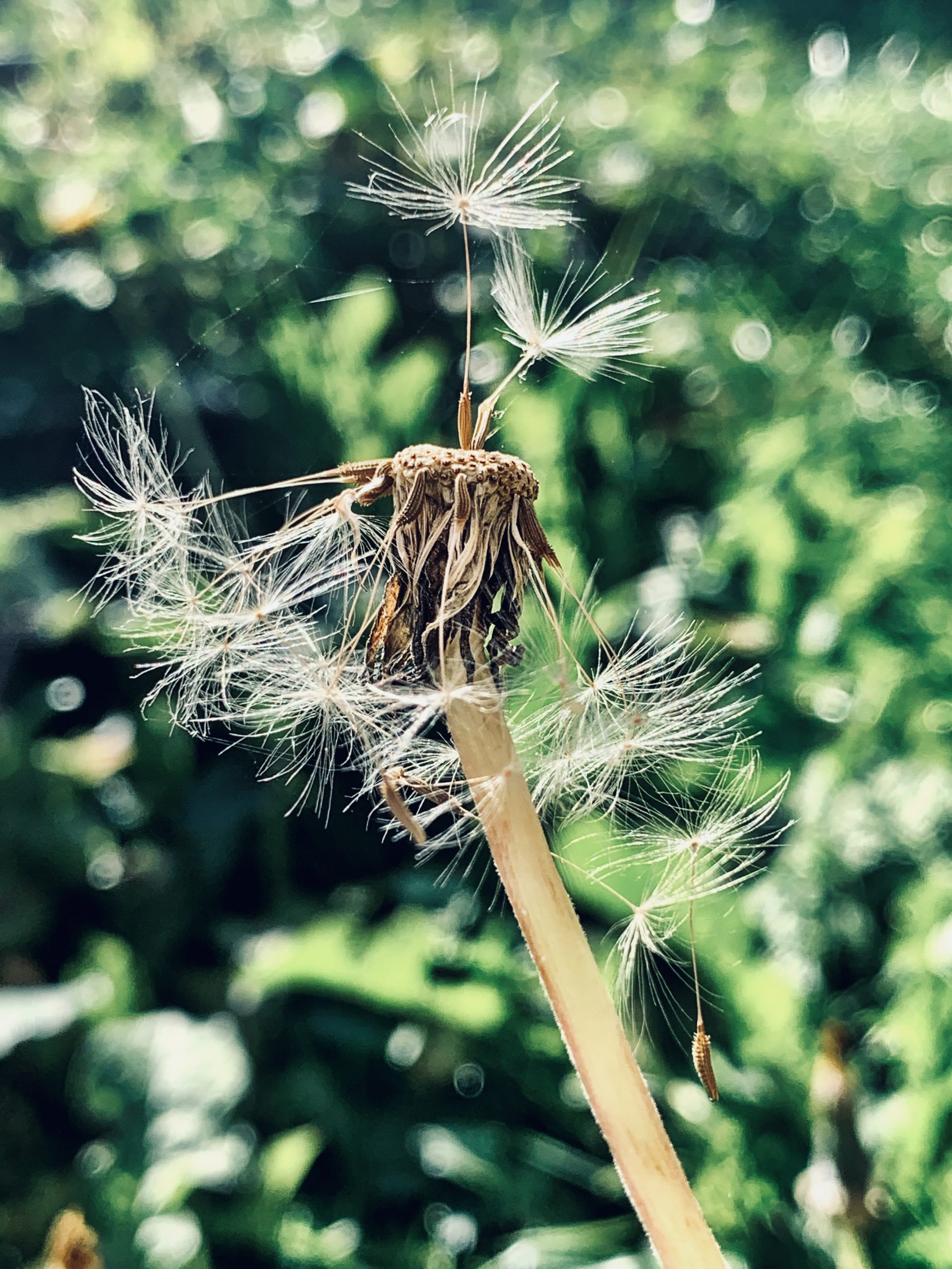 Dandelion