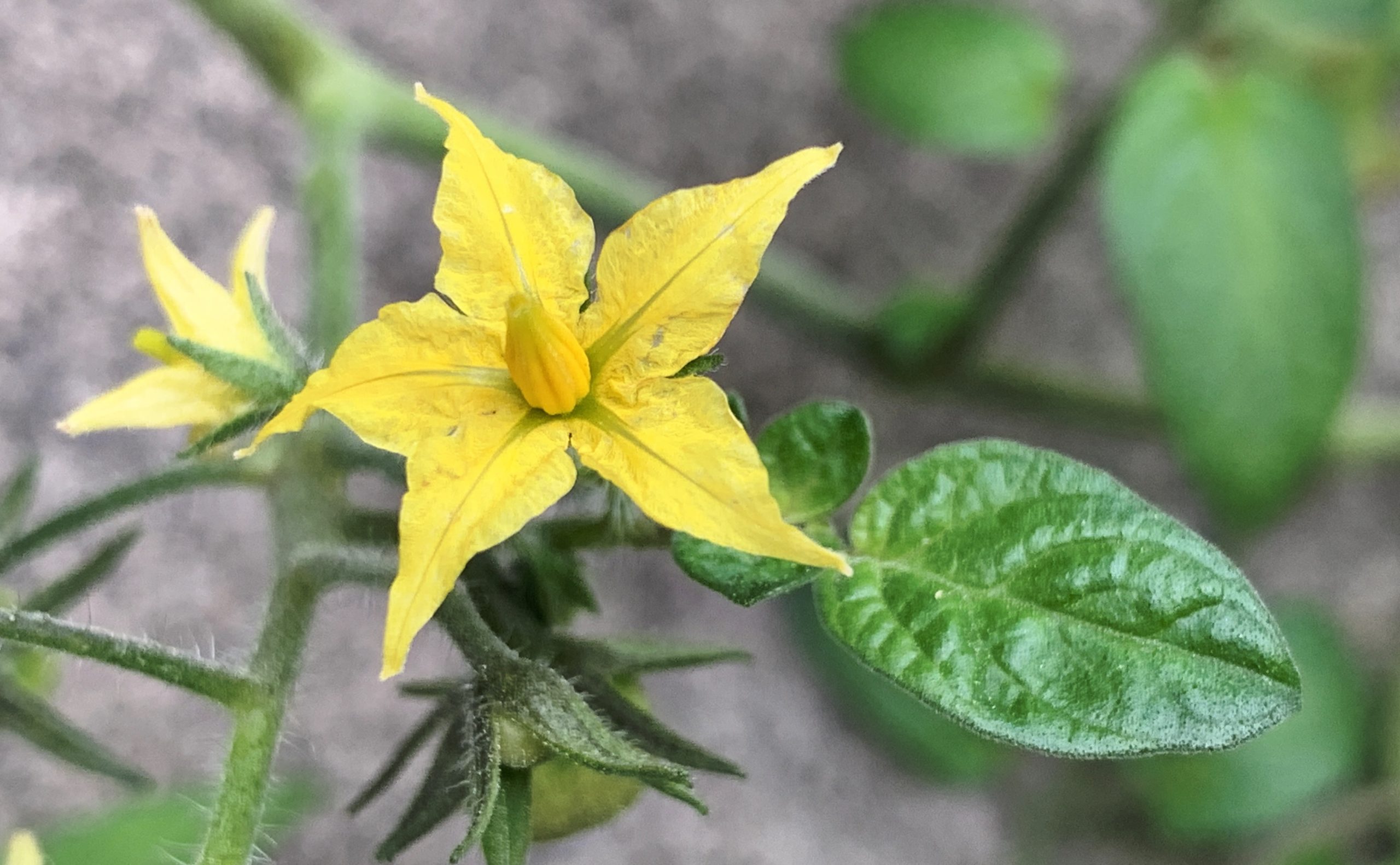 Tomato flower​