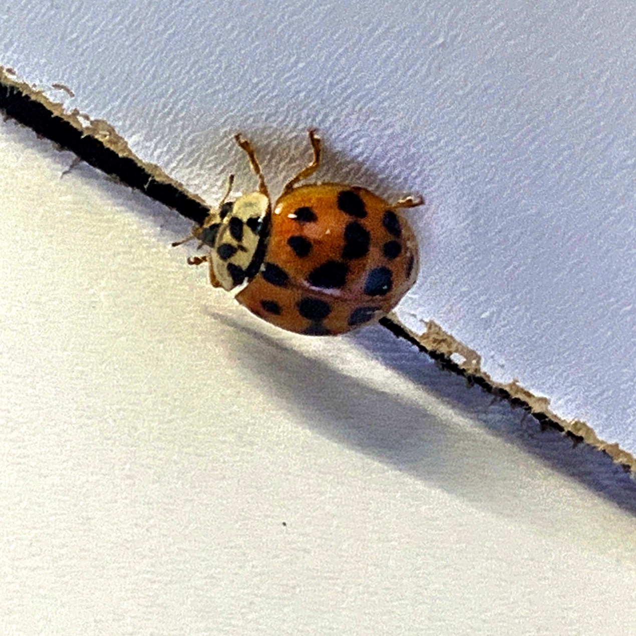 Ladybird