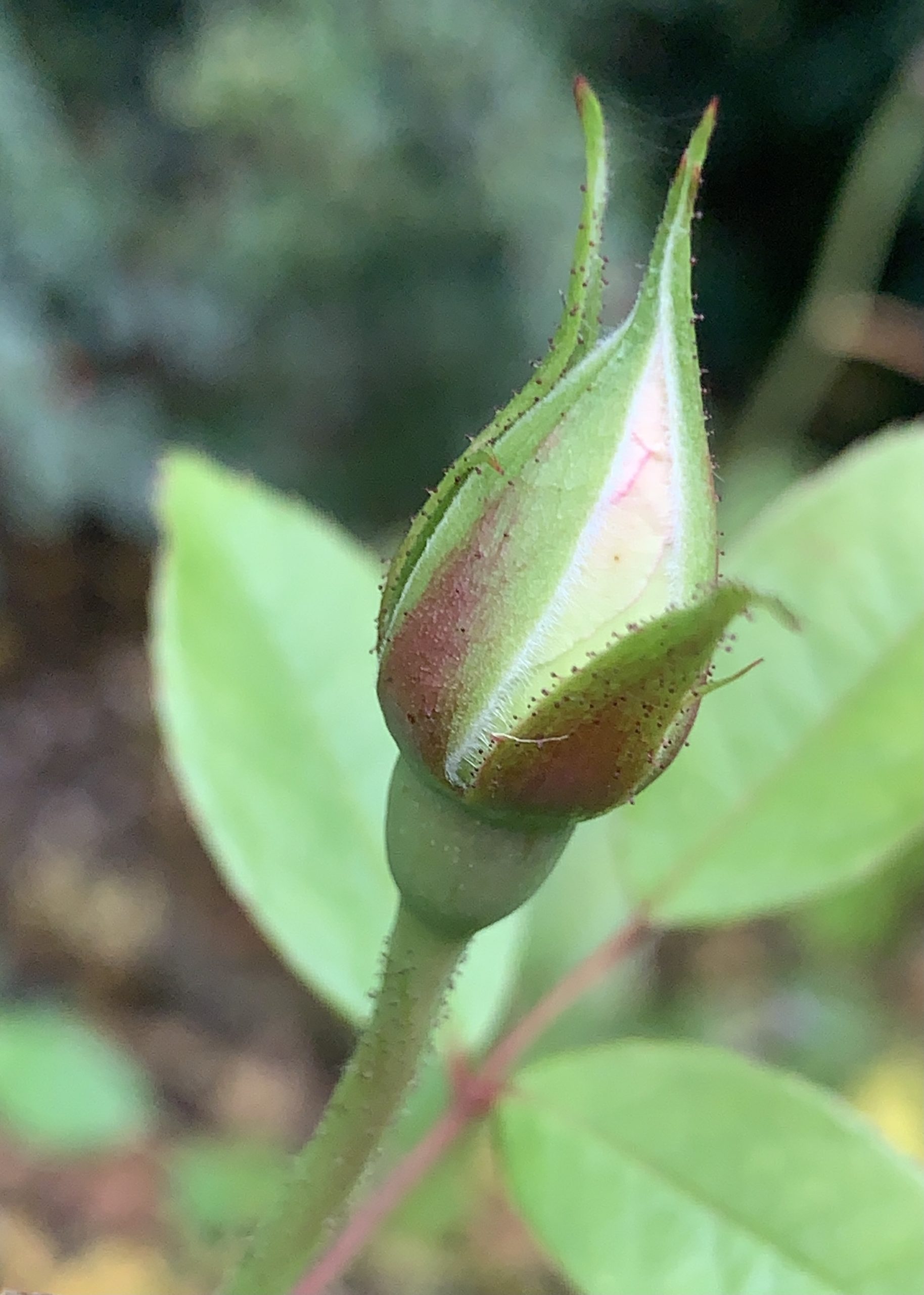 Rose bud