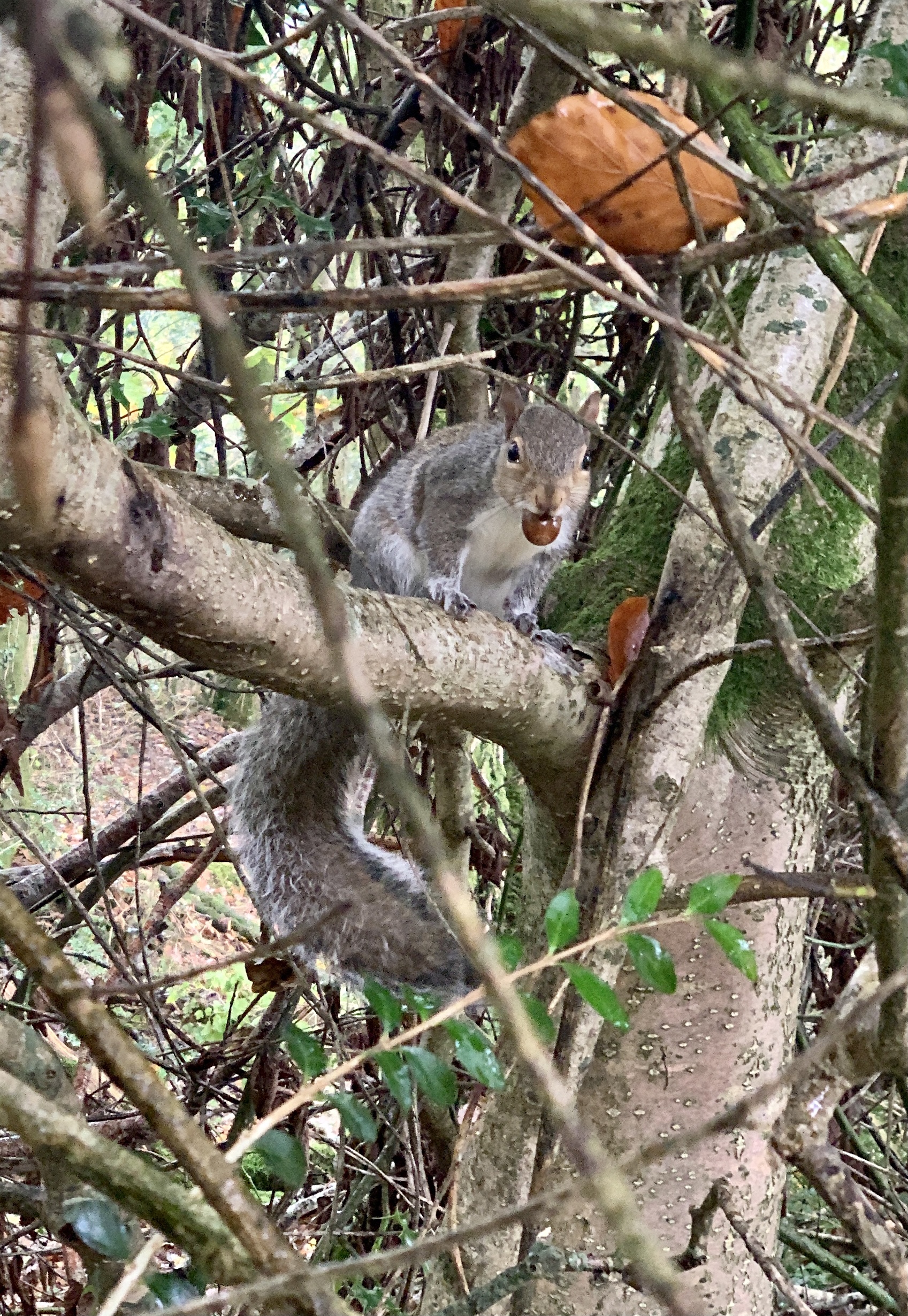 Grey Squirrel ​