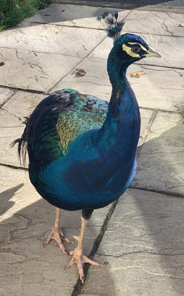 Peacock