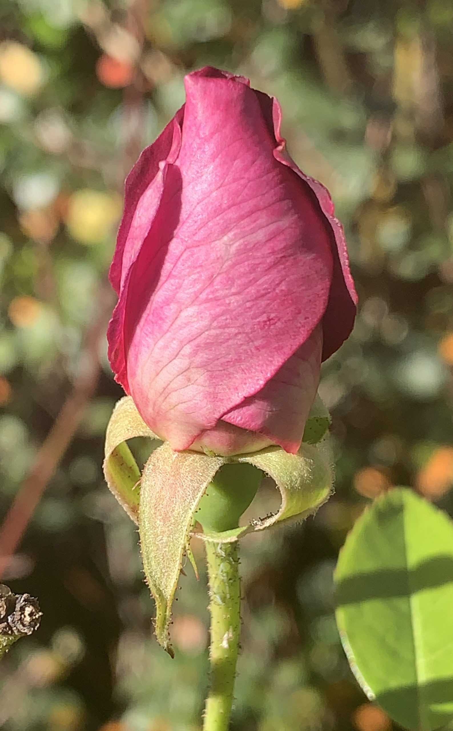 Third rose!​