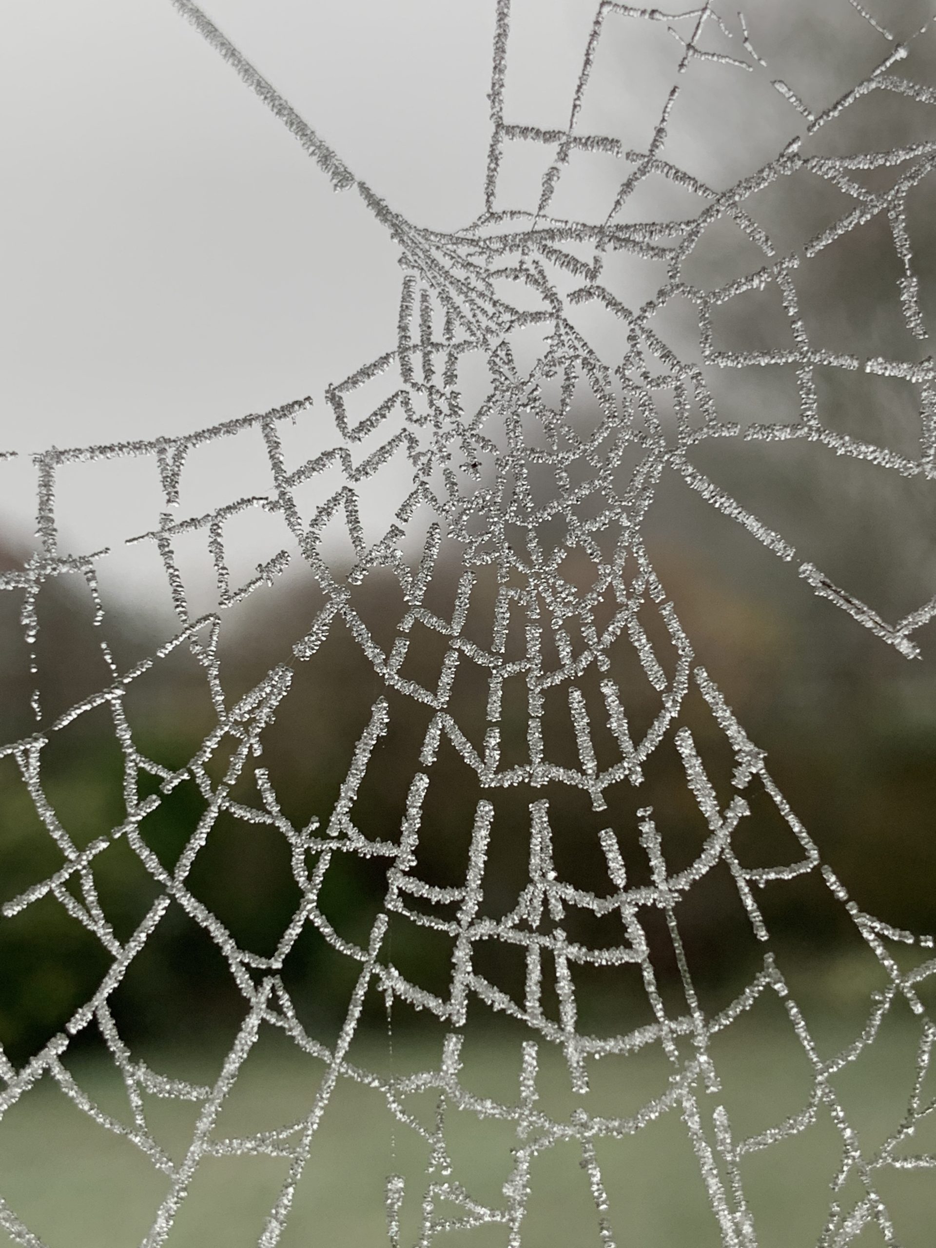 Frozen Spider Web Macro Photos