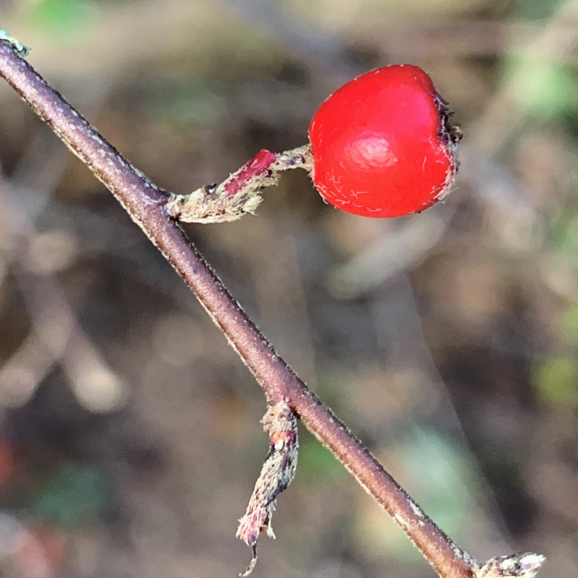 Red berry