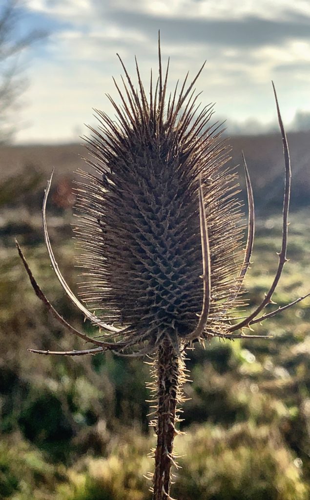 Teasel