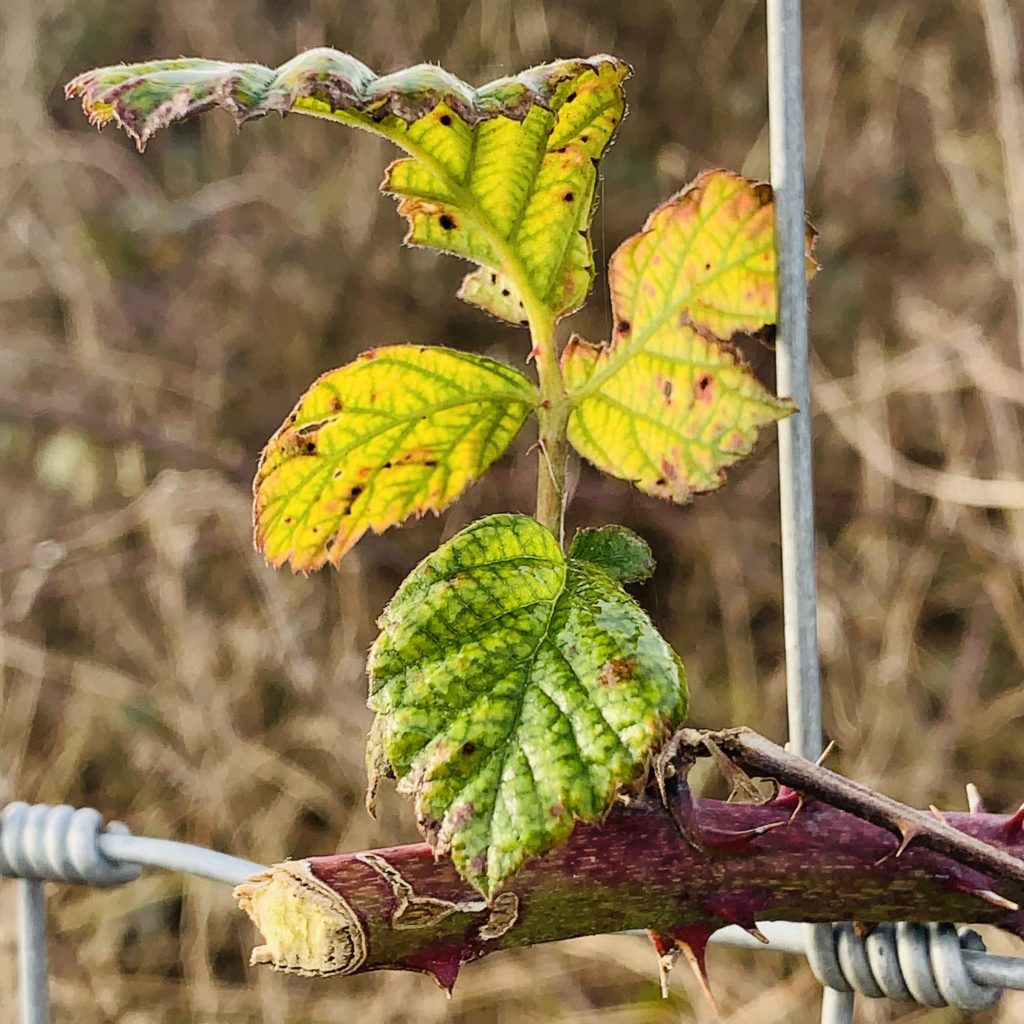 Blackberry leaves