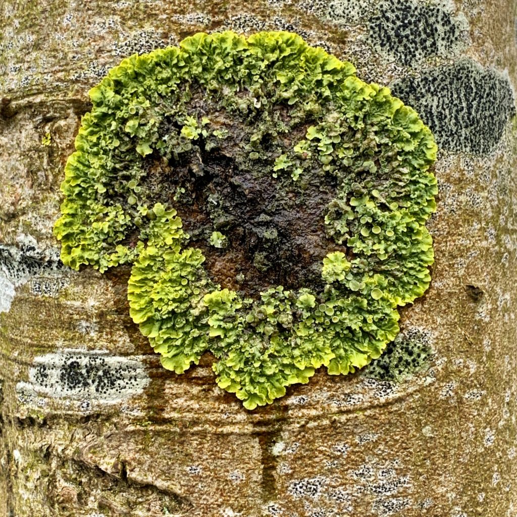 Lichen