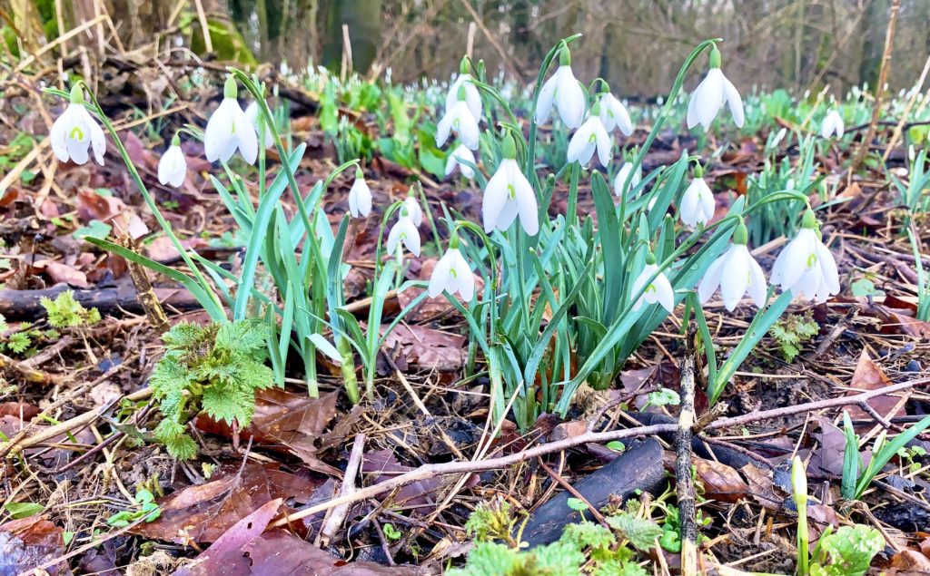 Snowdrops