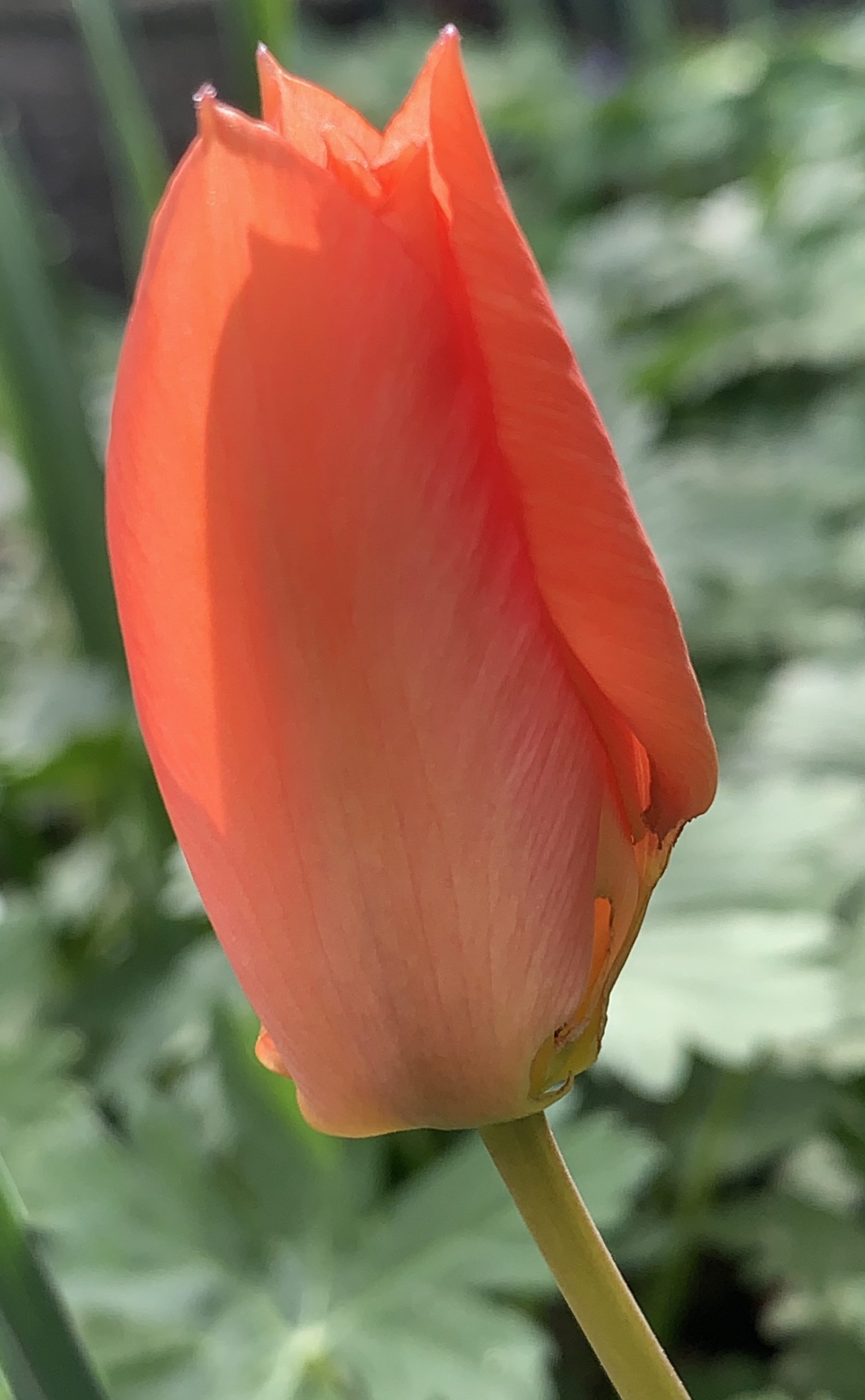 Tulip​