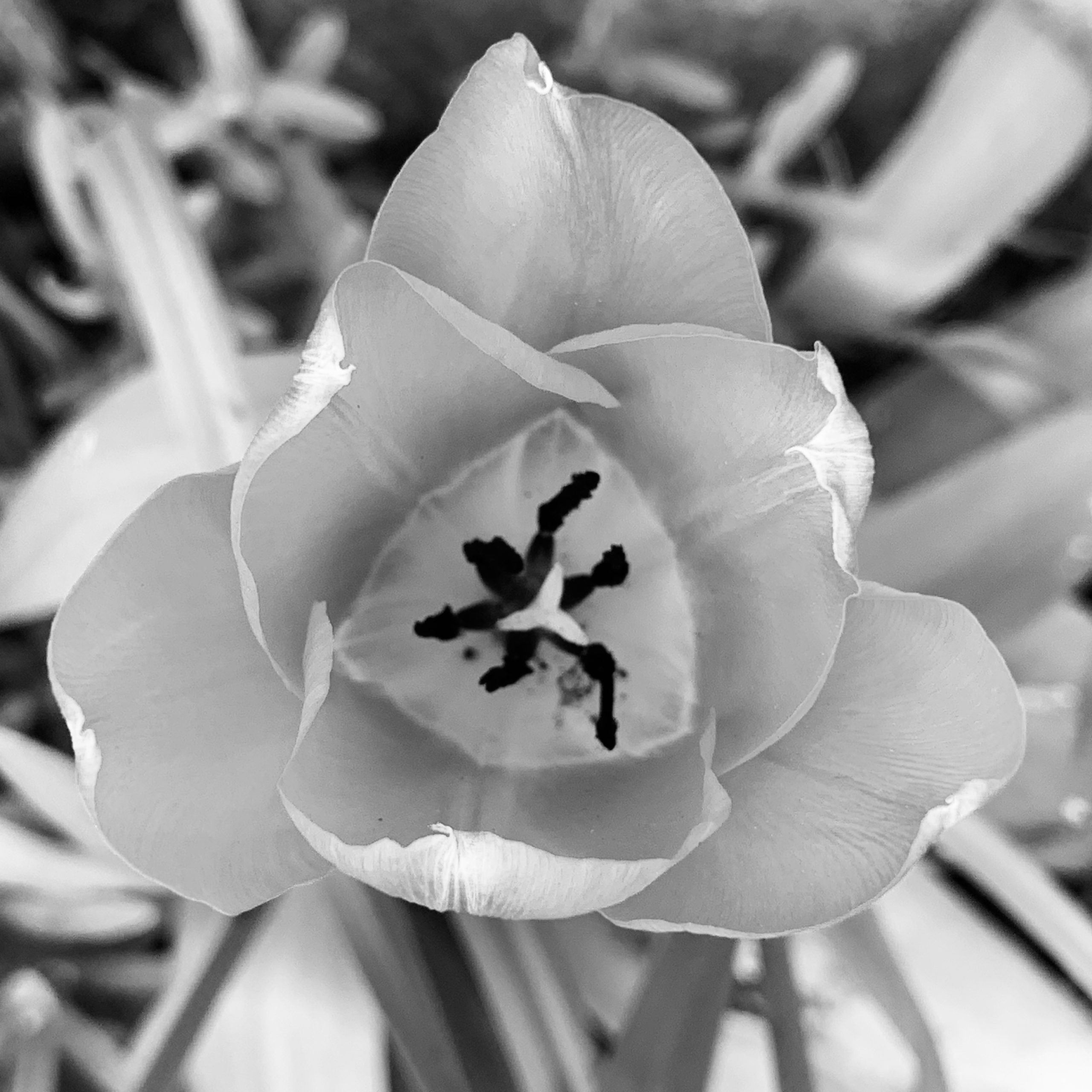 Tulip