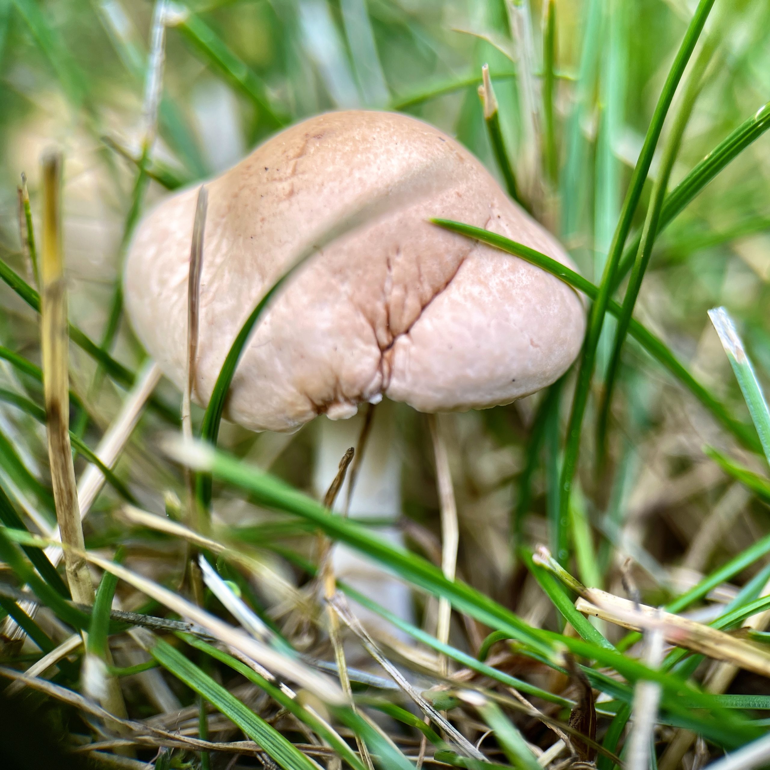 Mushroom