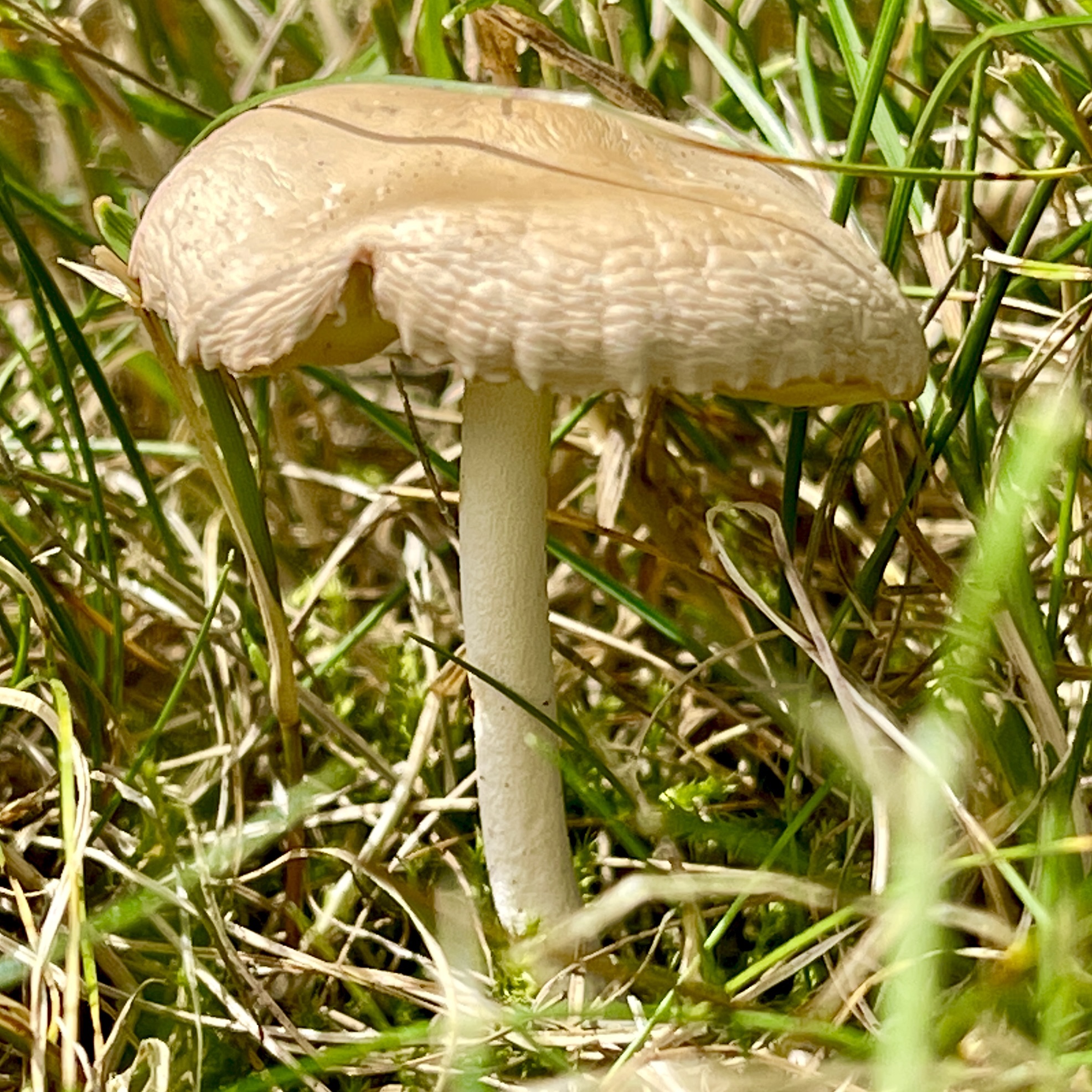 Mushroom