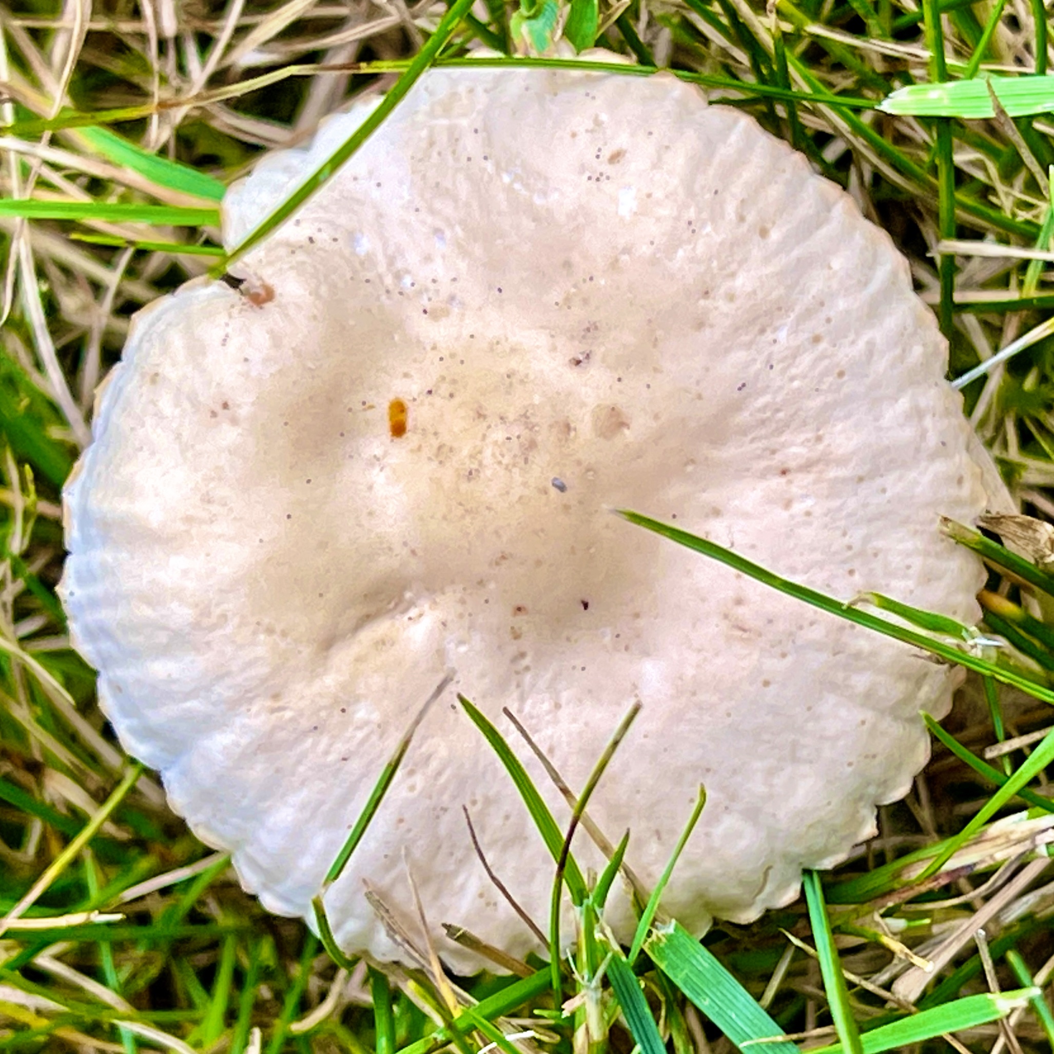 Is it a toadstool or mushroom?