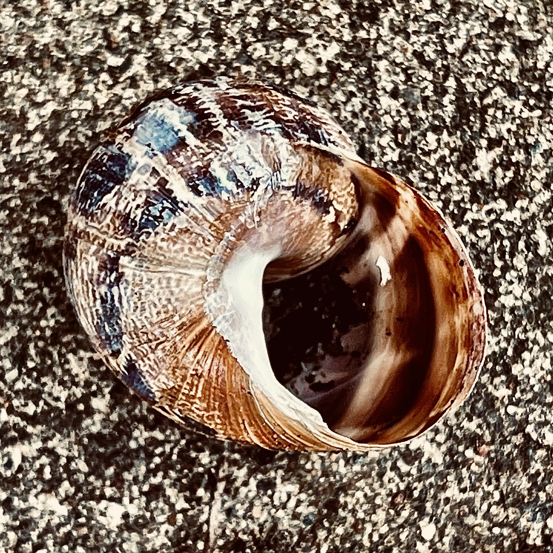 Snail shell​