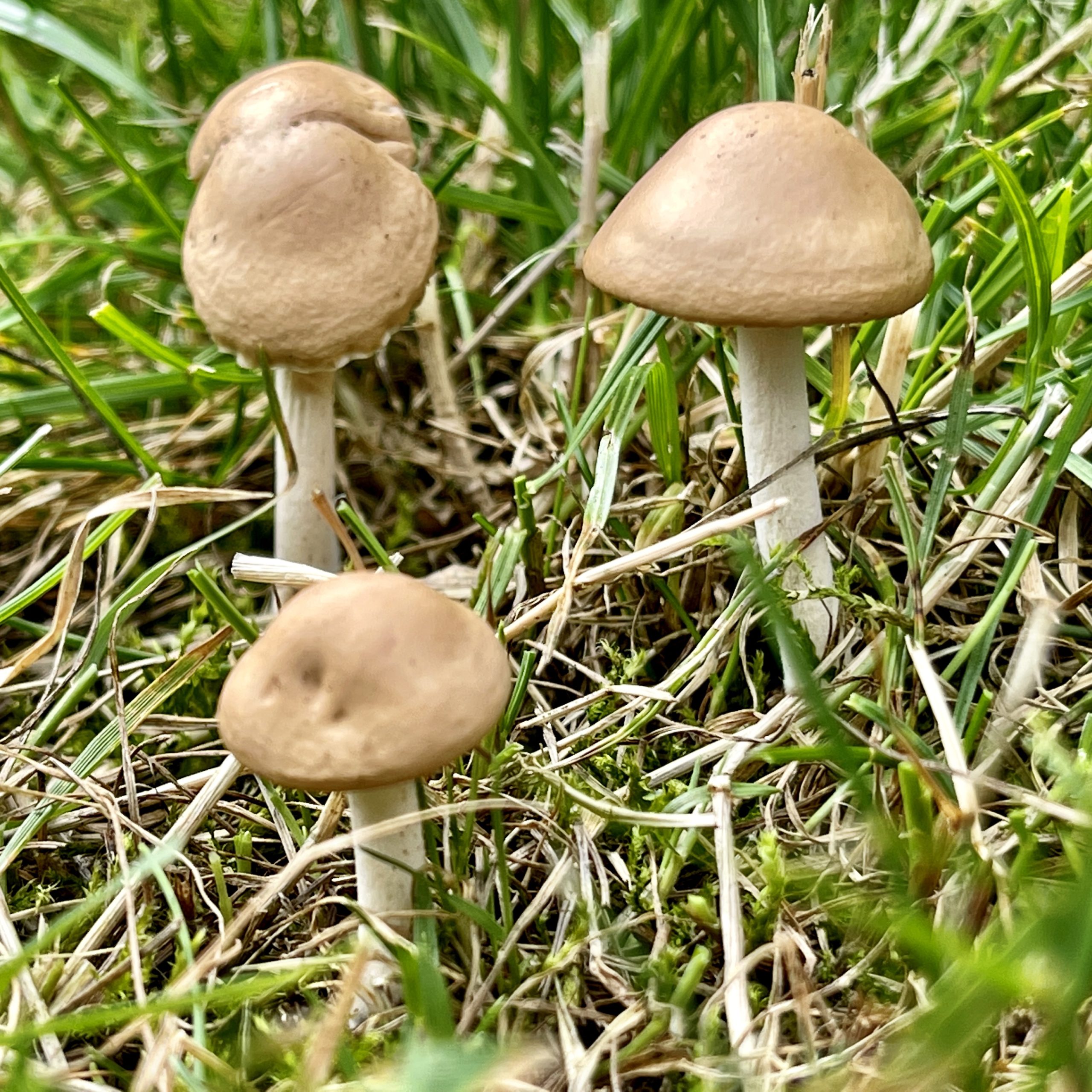 Three mushrooms