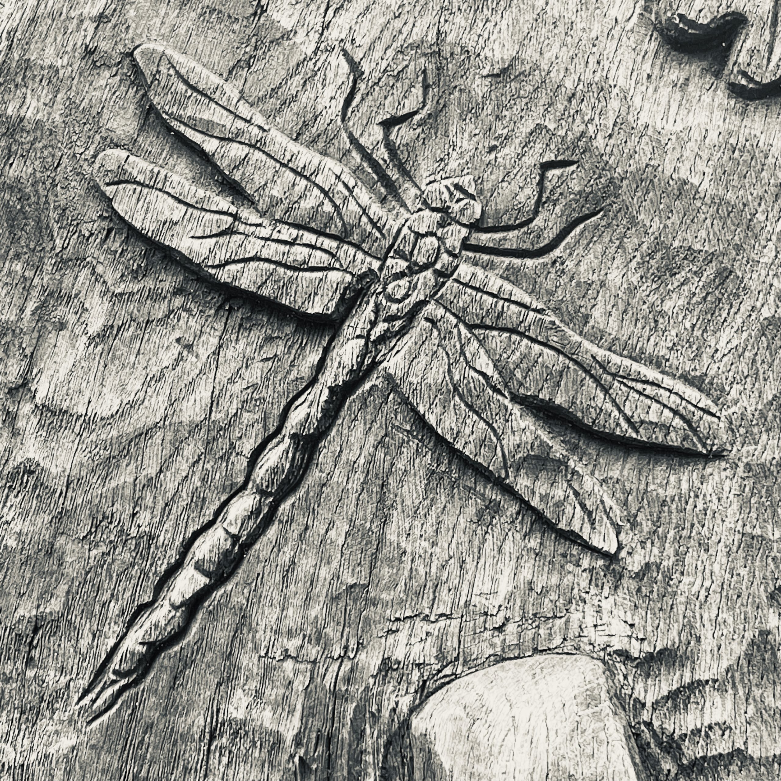 Dragonfly carved in a seat in Branston