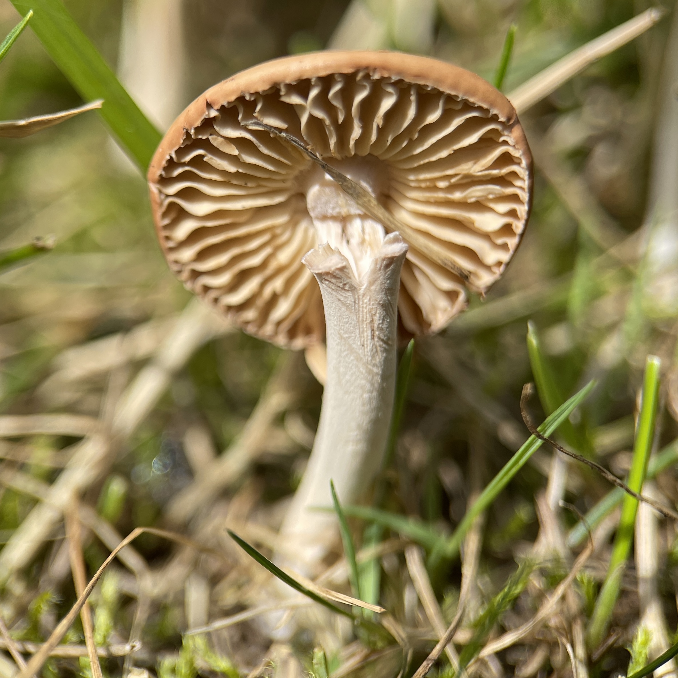 Mushroom