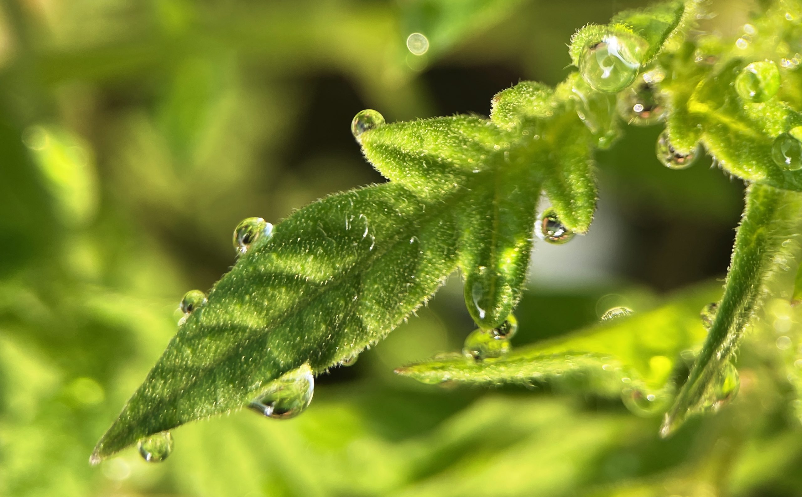 Dew on a tomato leaf
