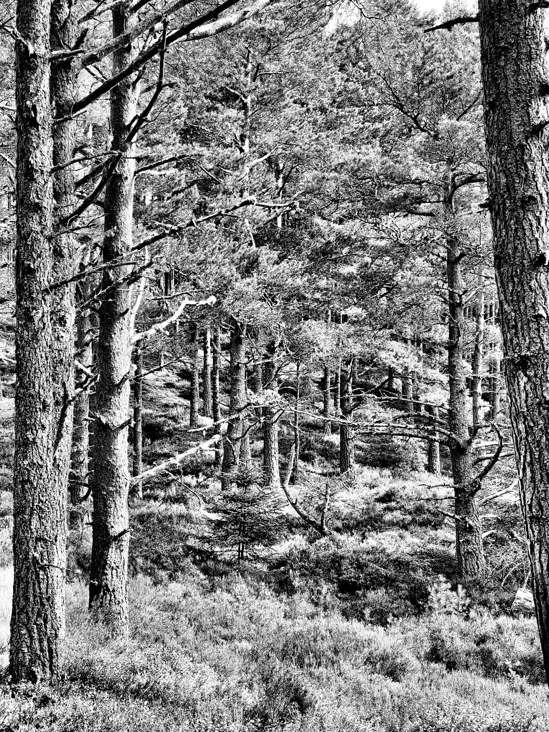 Feshiebridge ​Forest