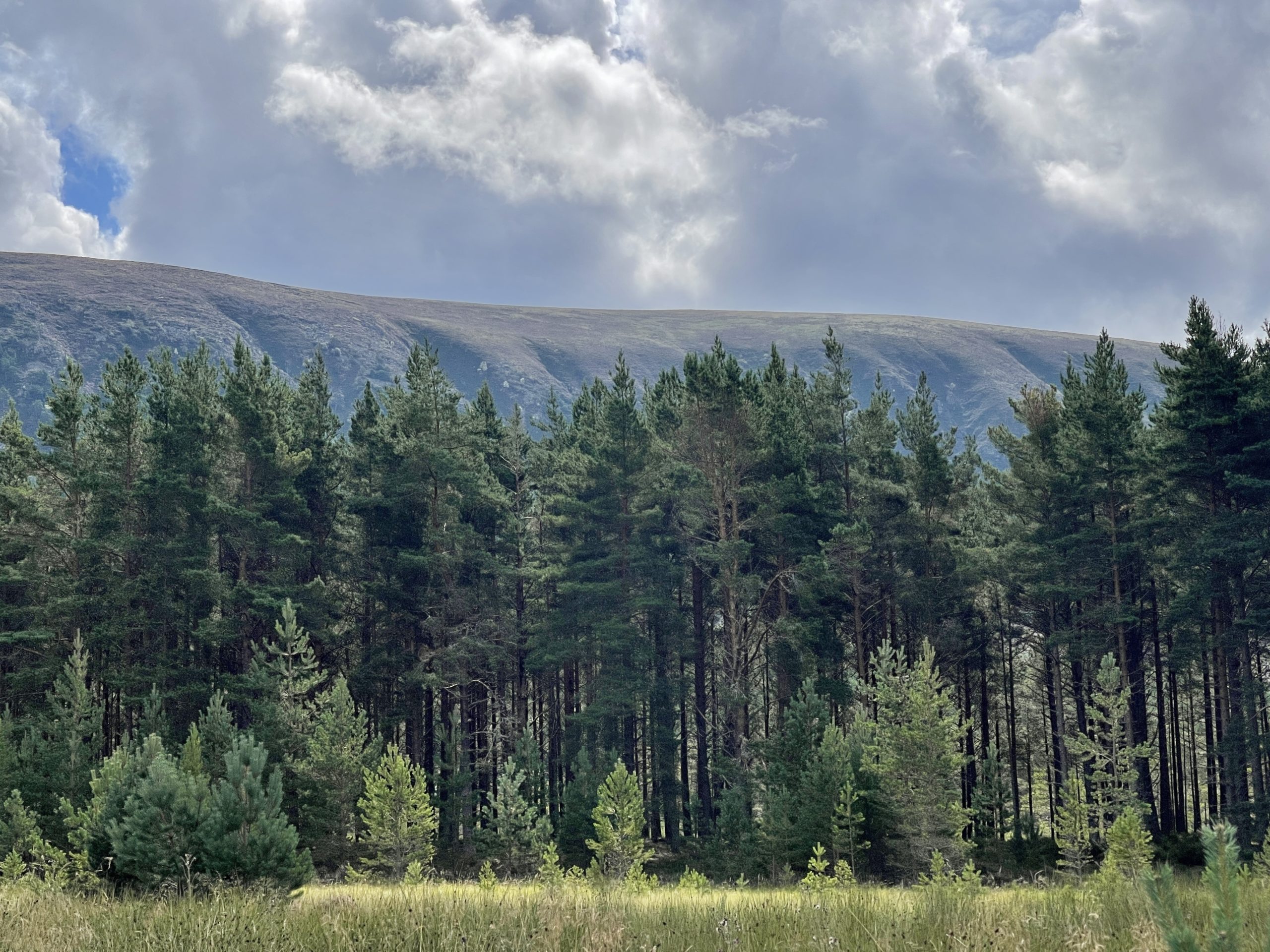 Feshiebridge ​Forest