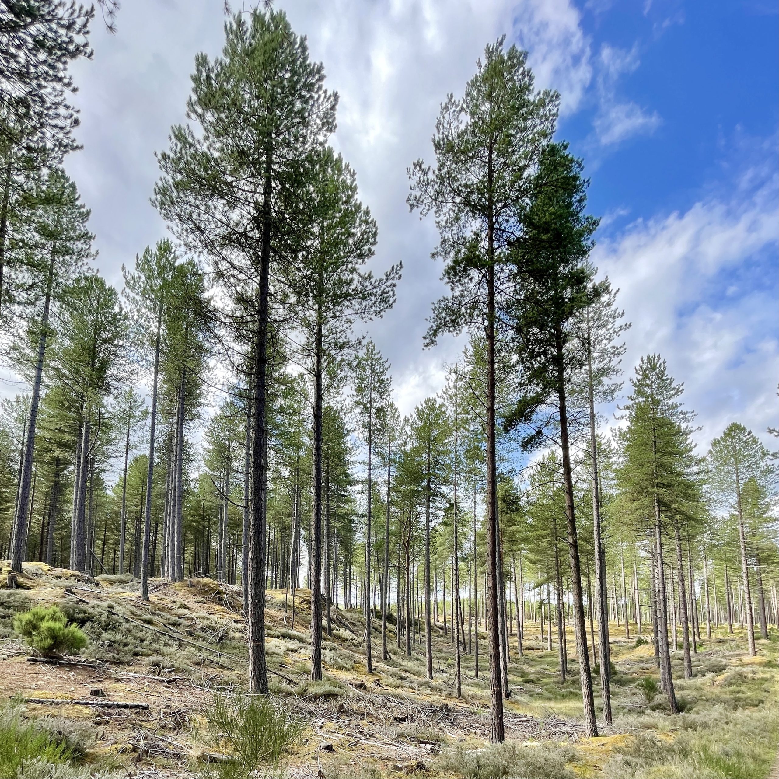 Culbin Forest