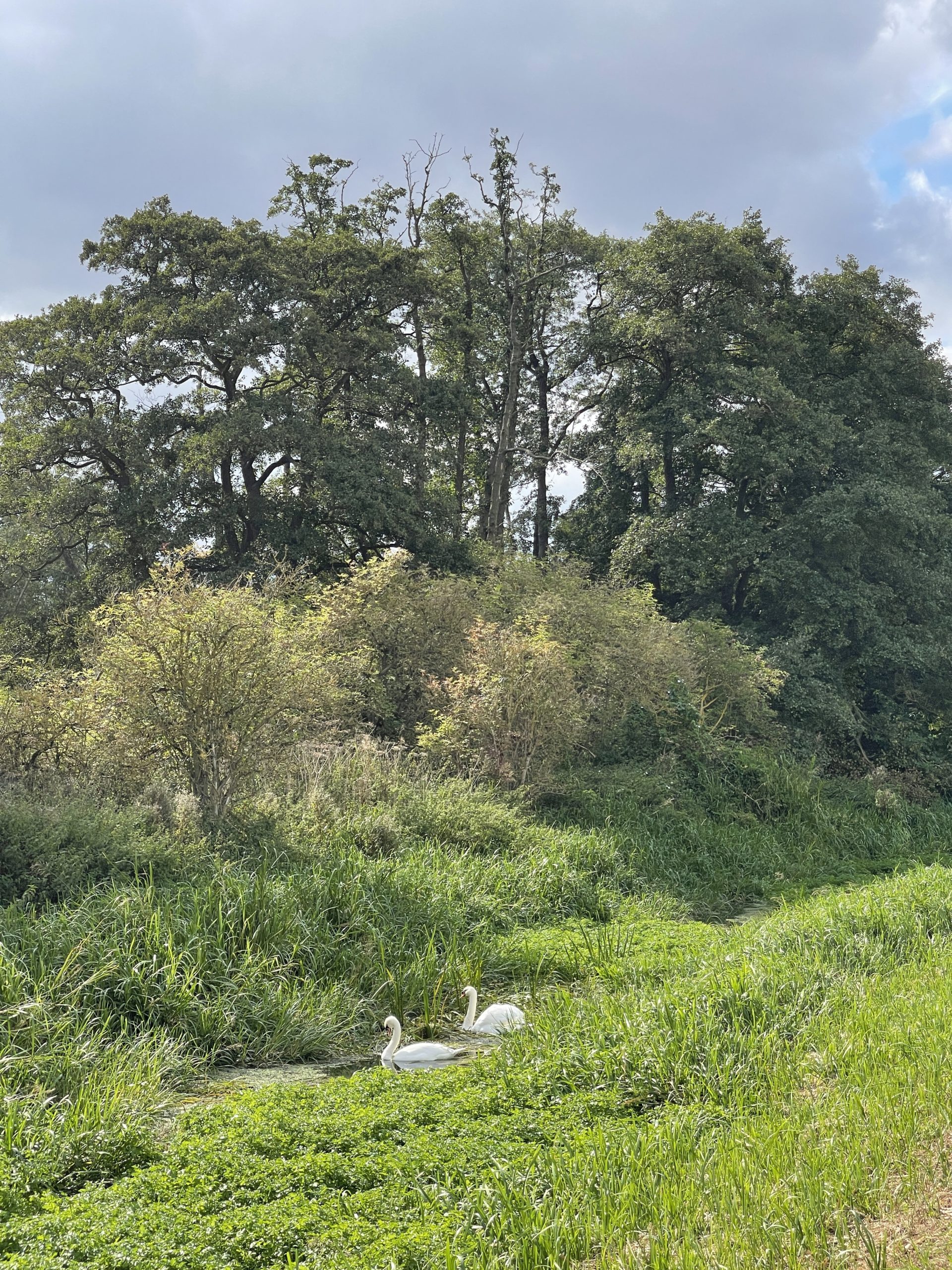 Swans on the River Slea