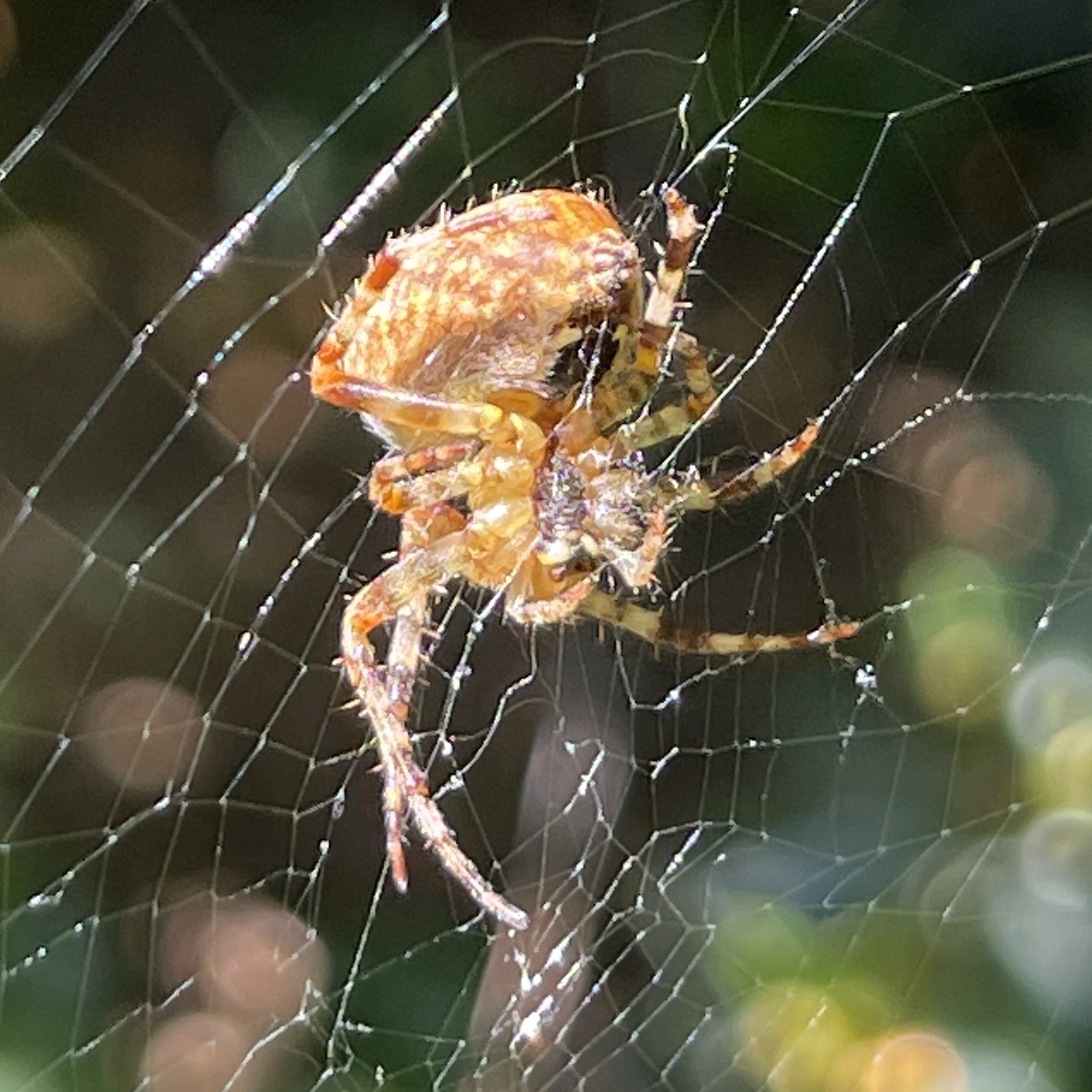 Spider in a web 