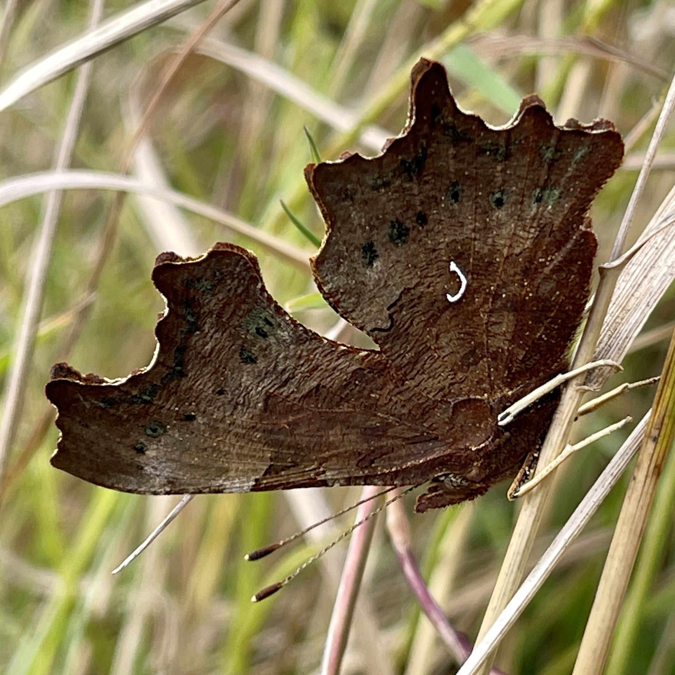 a moth or butterfly pretending to be a leaf
