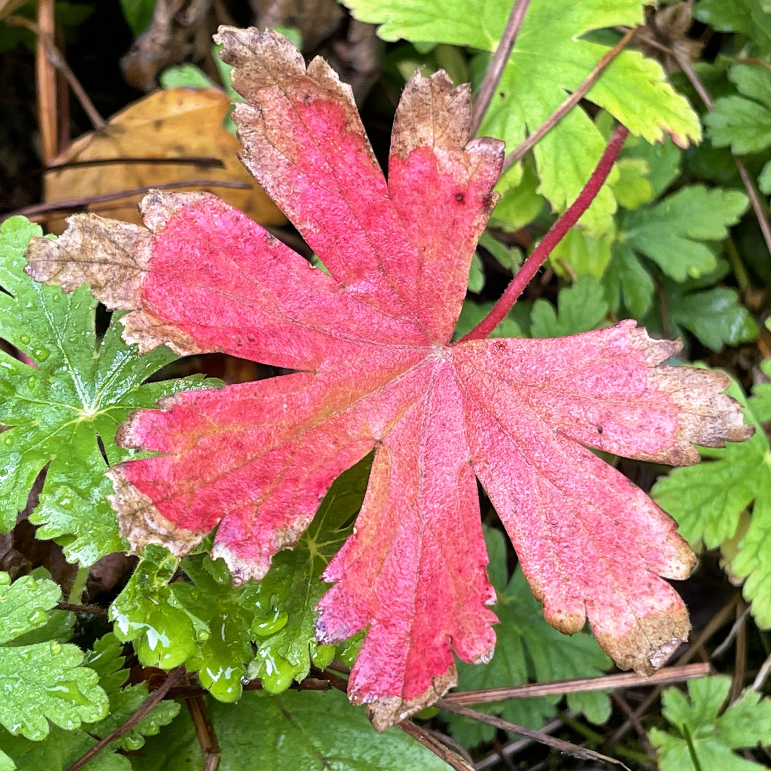 Red leaf