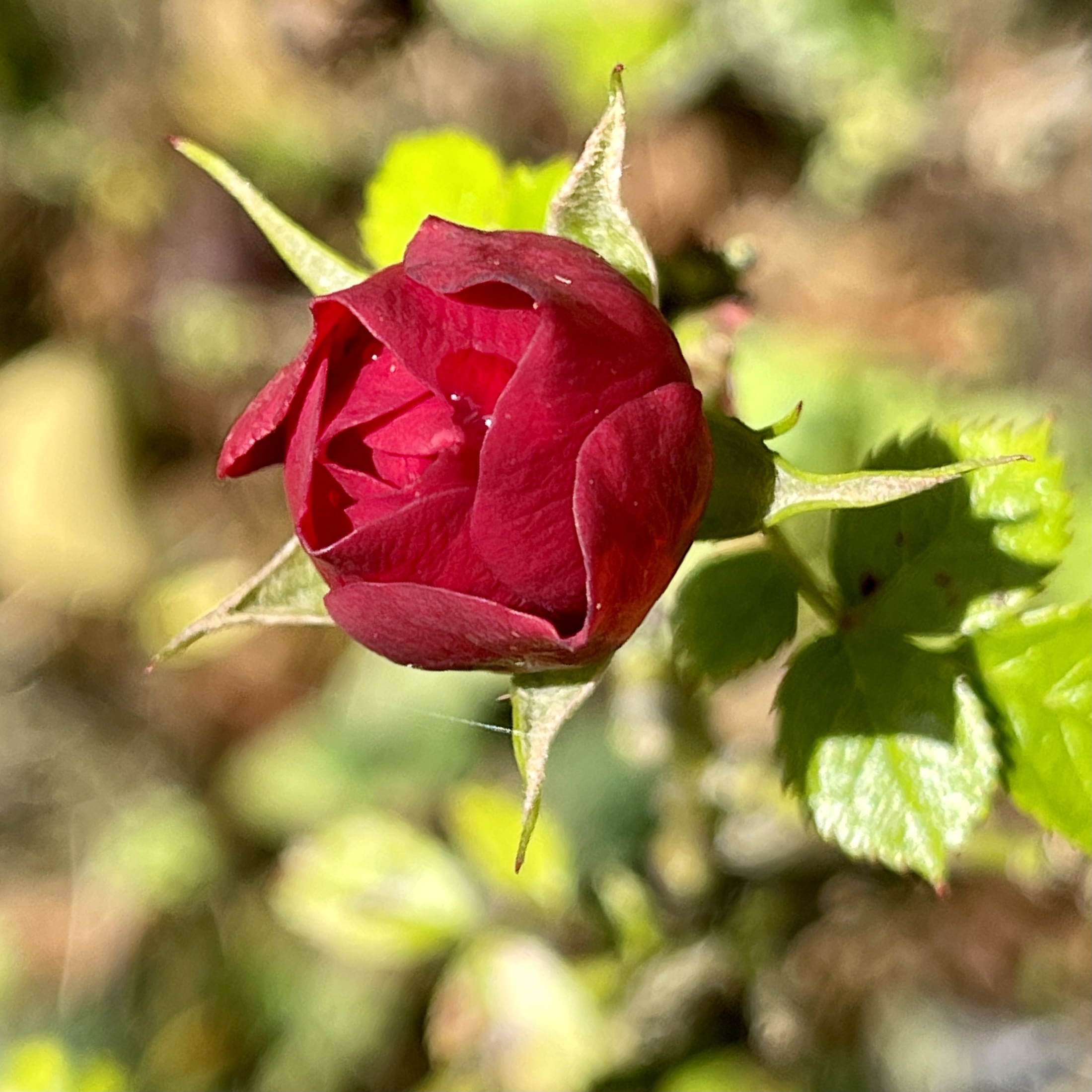 Late rose​