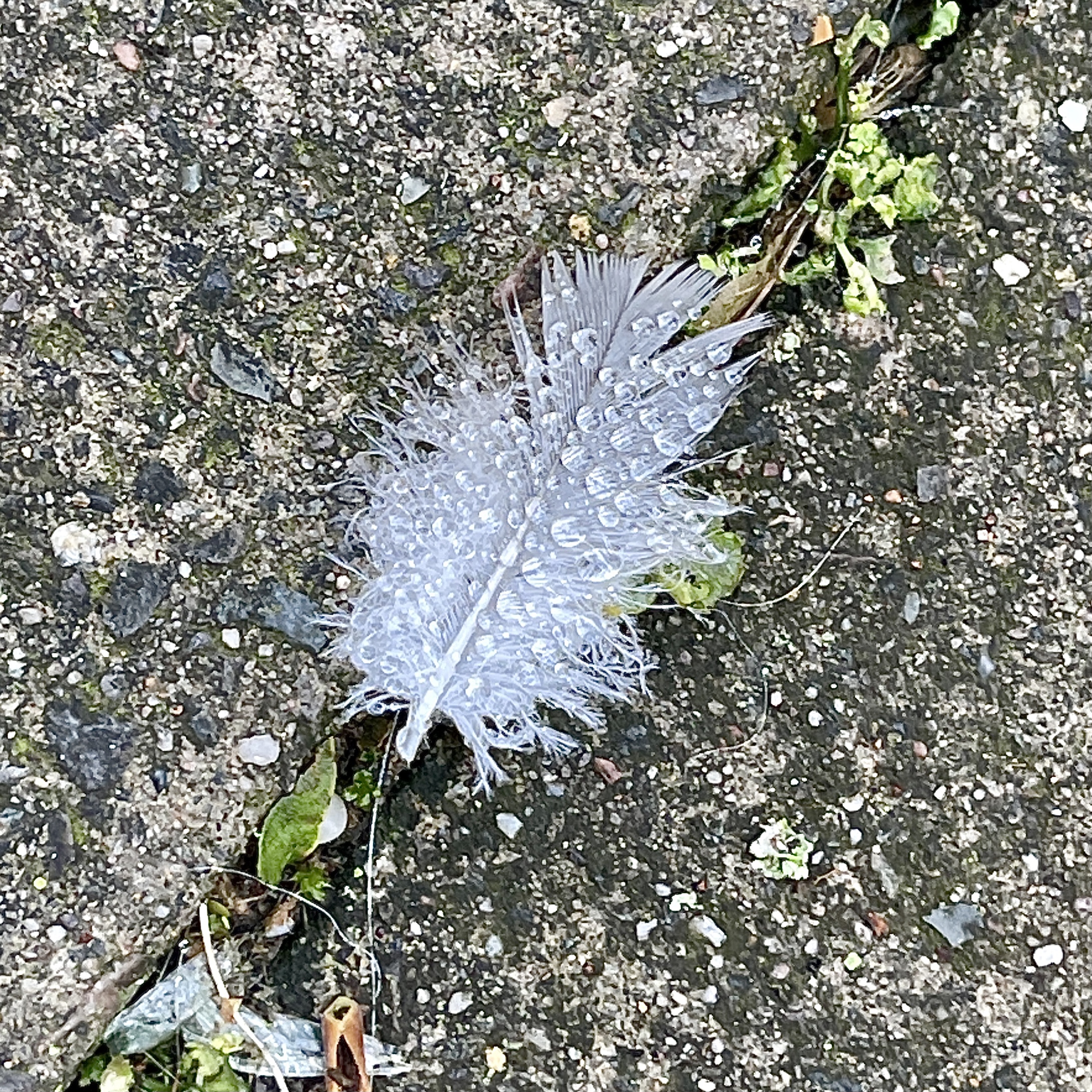 Feather with rain drops