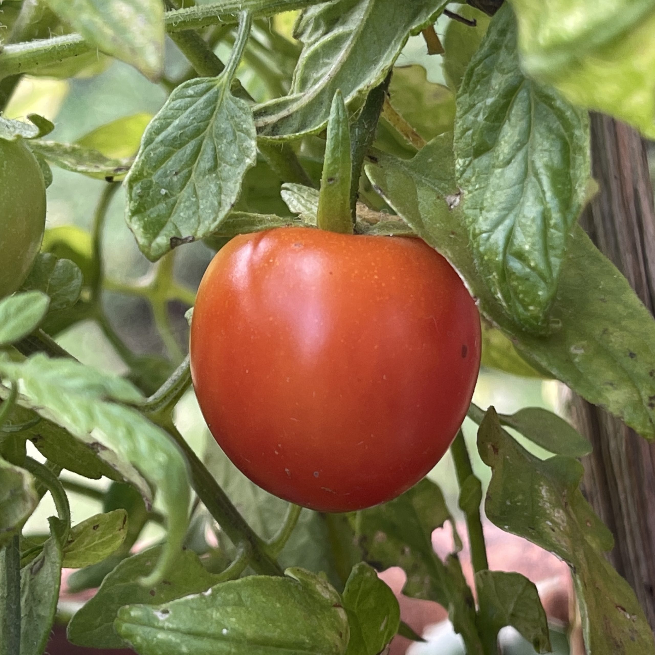 Homegrown Cherry tomato