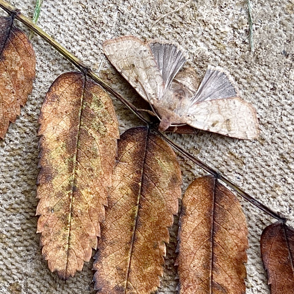 Camouflage brown moth