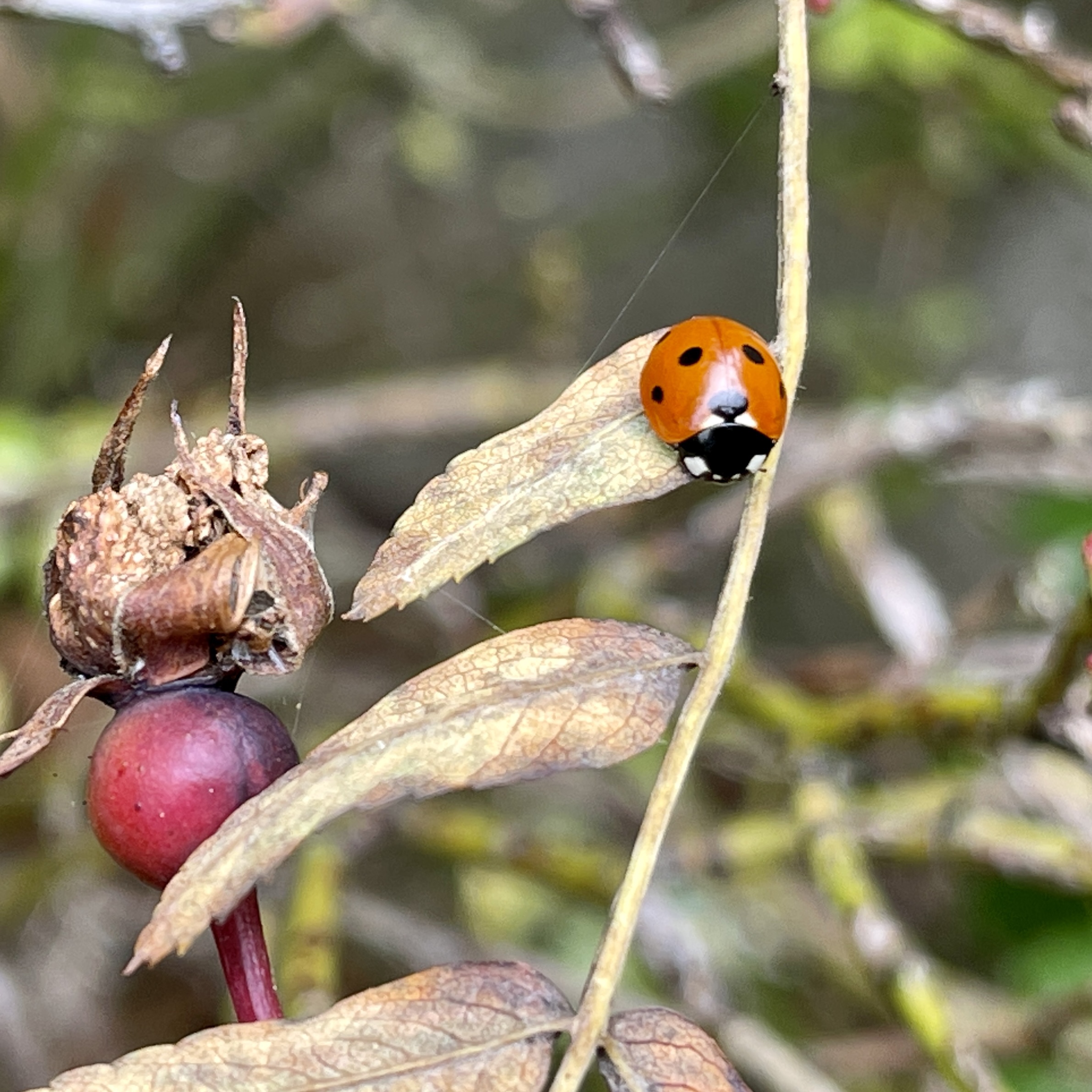 Ladybird