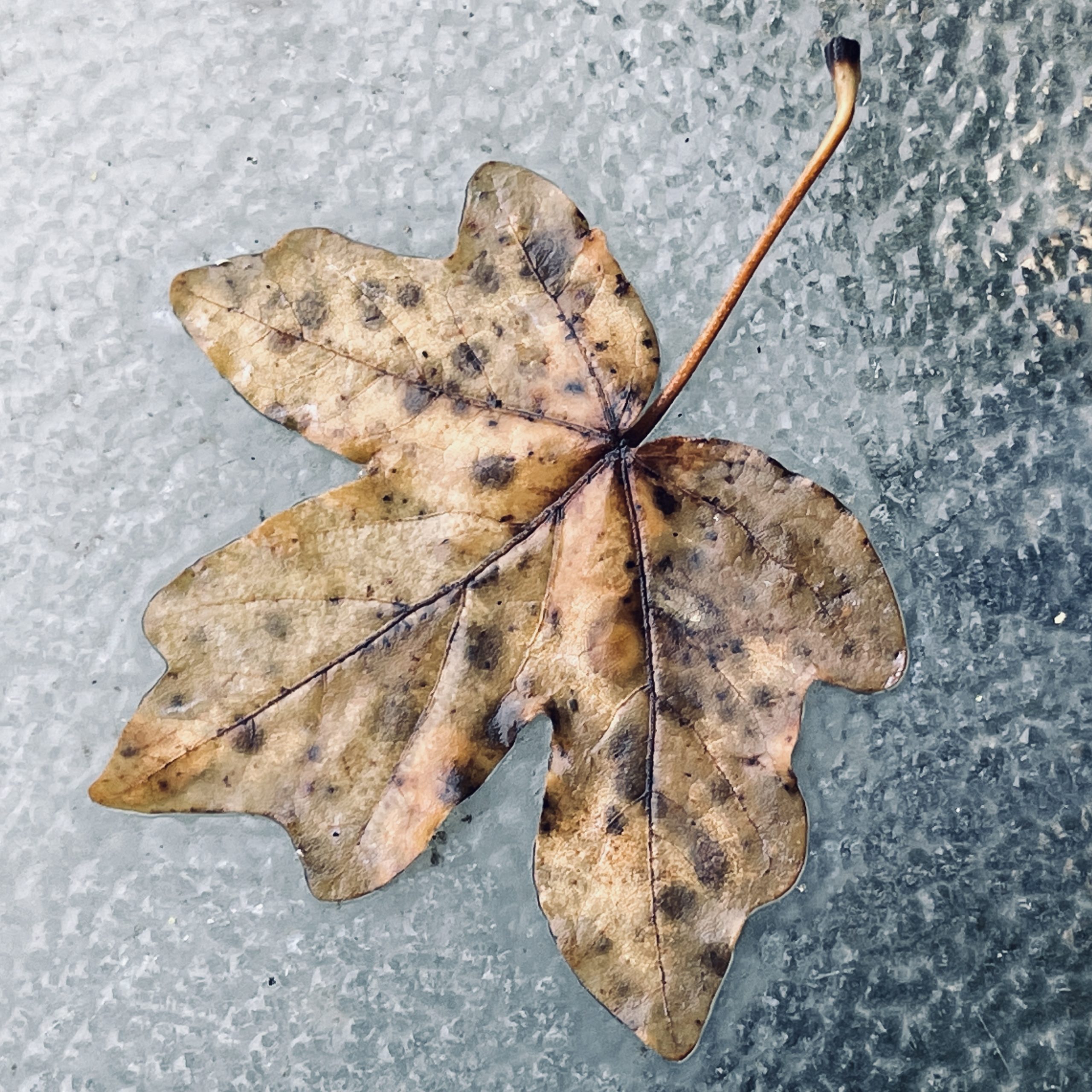 Autumn leaf