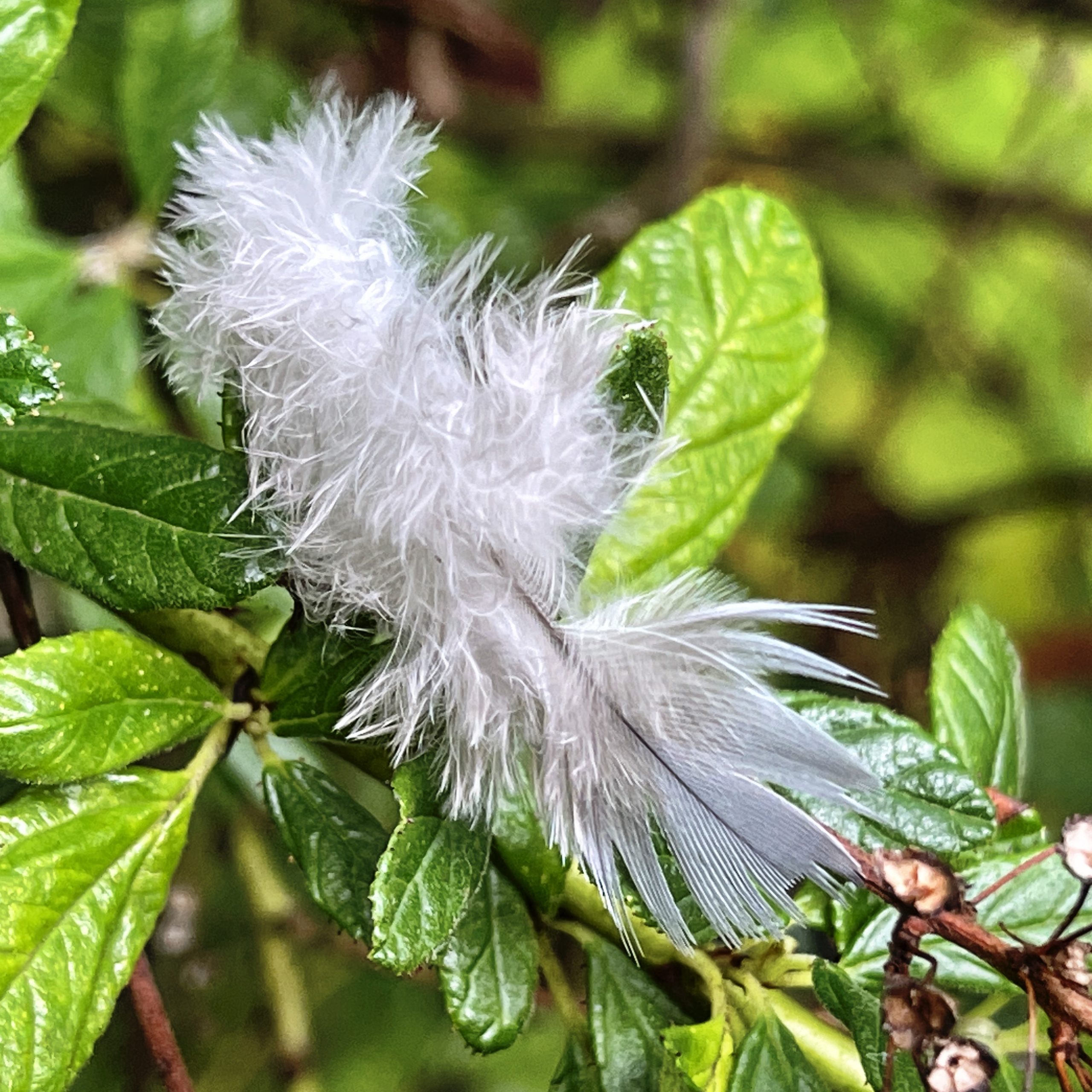 White feather