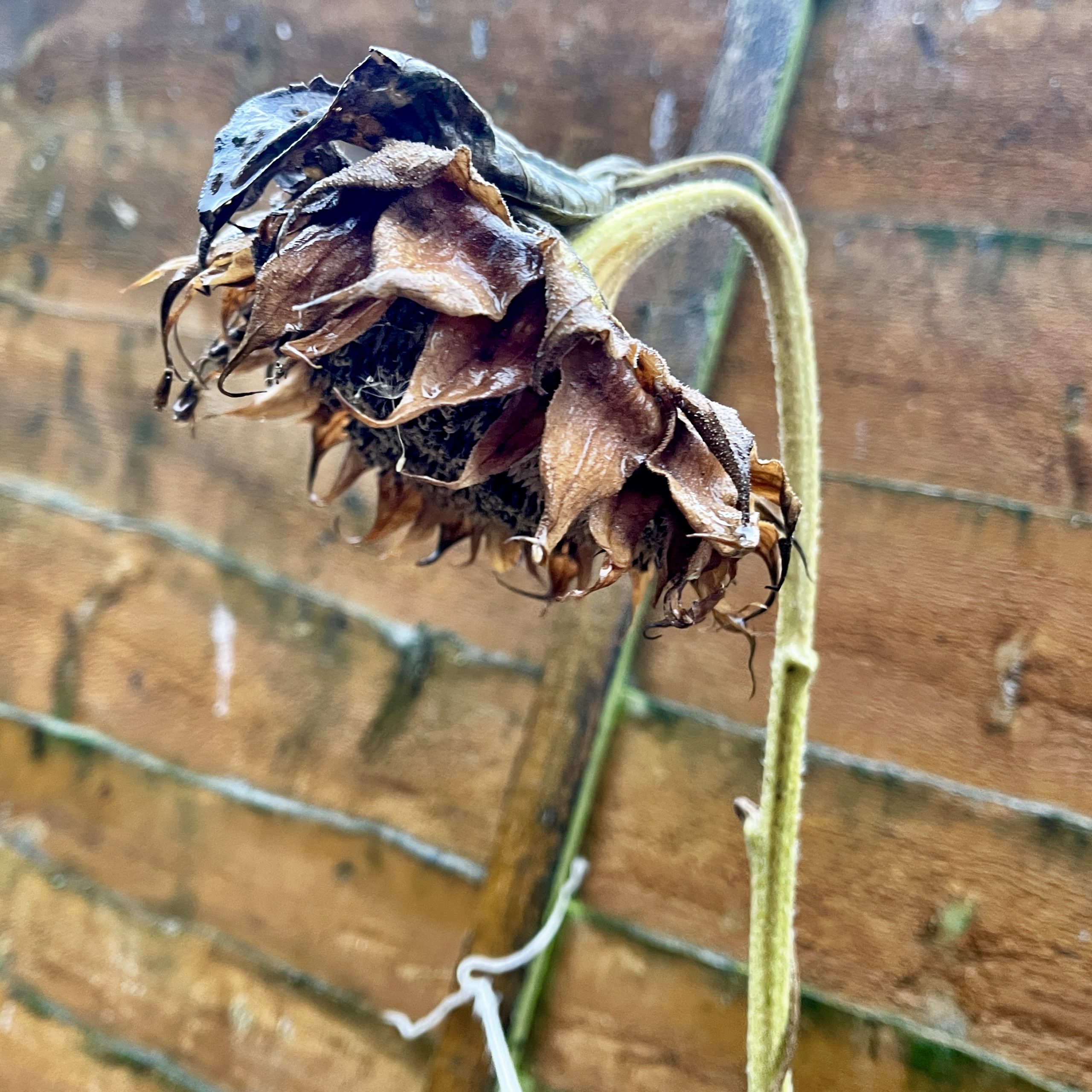 Wet sunflower​