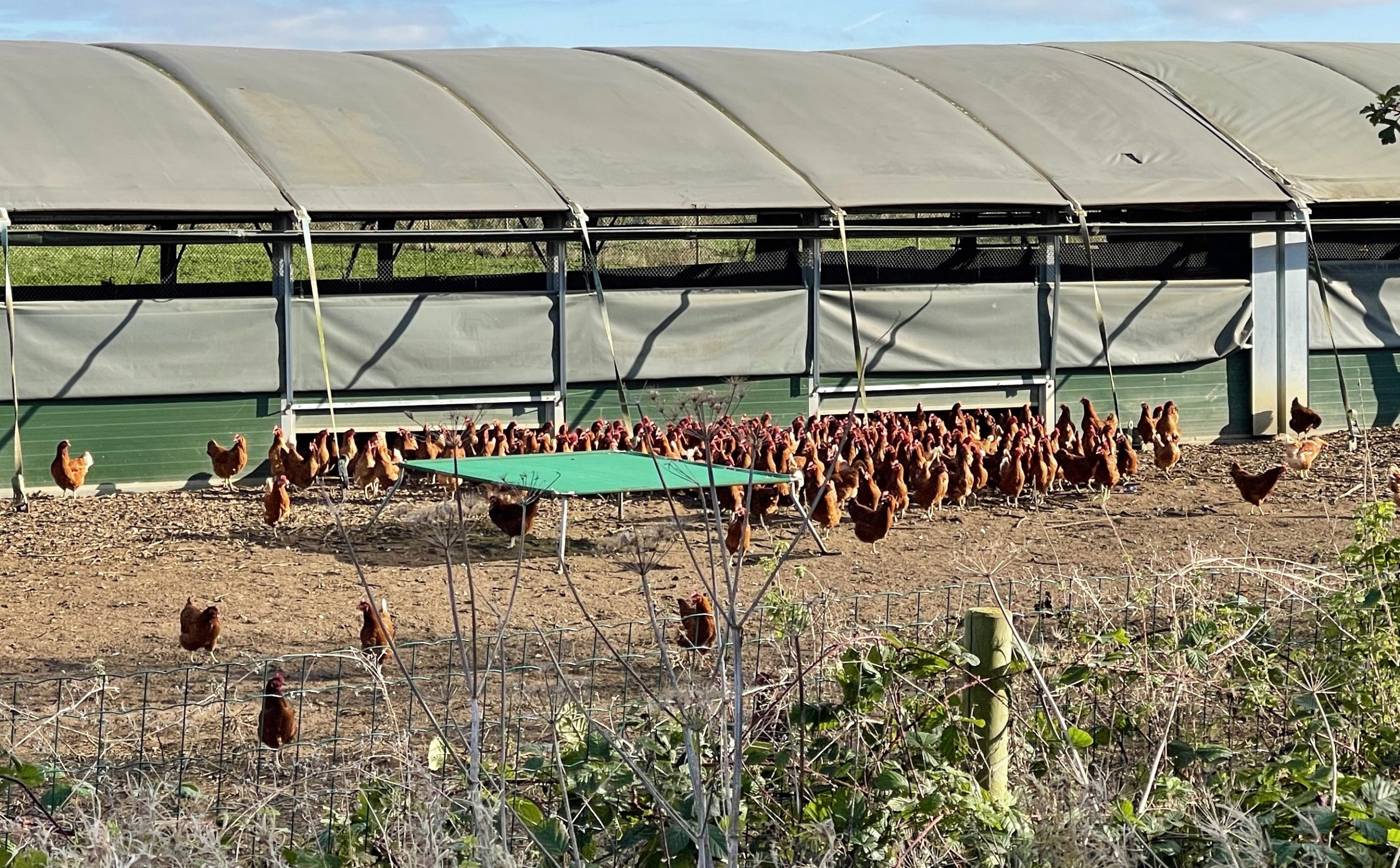 Chicken farm